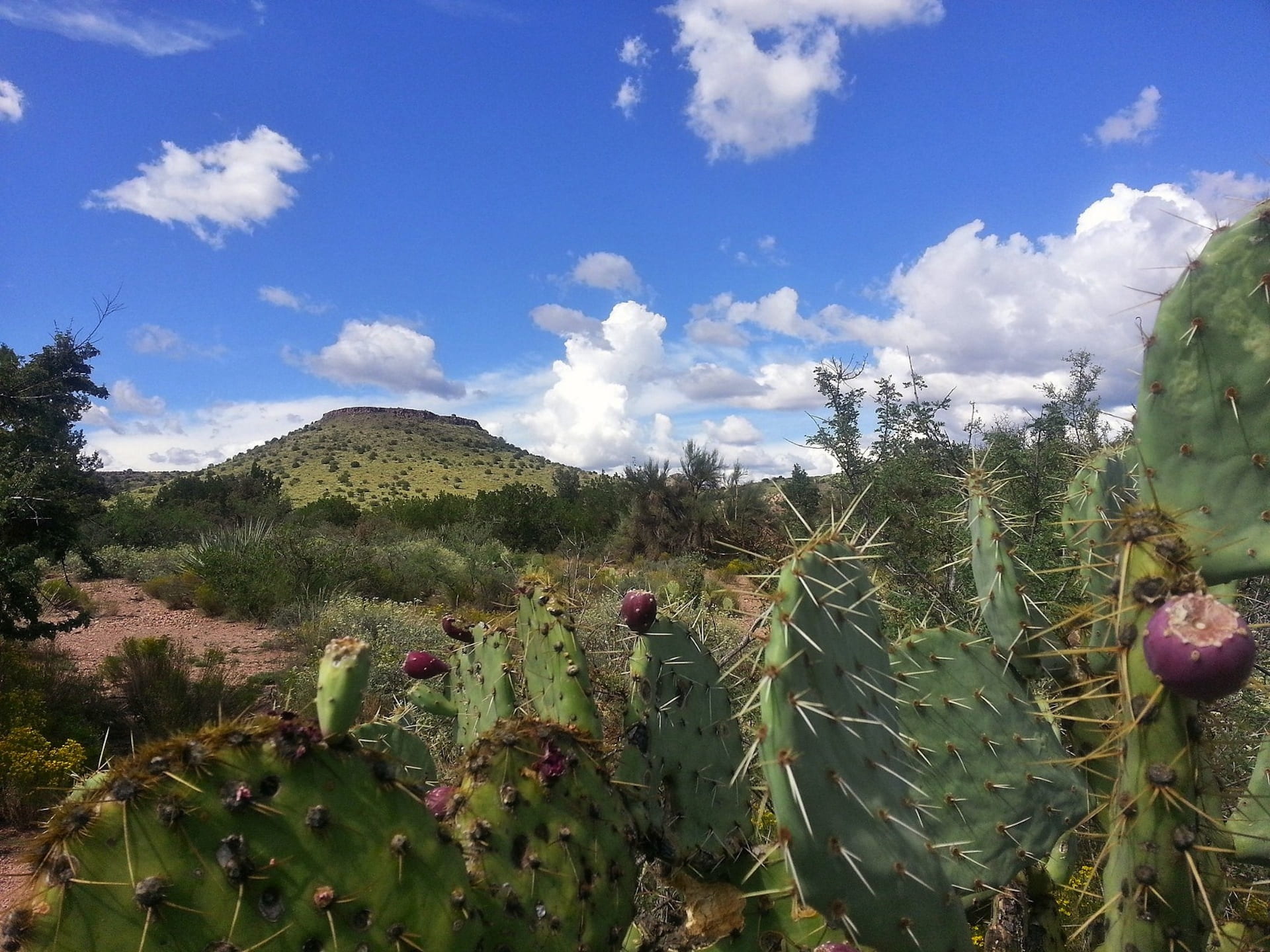 clouds, season, view, field, thorn, plant, butte, nature, sedona, mountain, southwest, outdoors, succulent plant, scenics - nature, landscape, fruit, cloud - sky, HD Wallpaper
