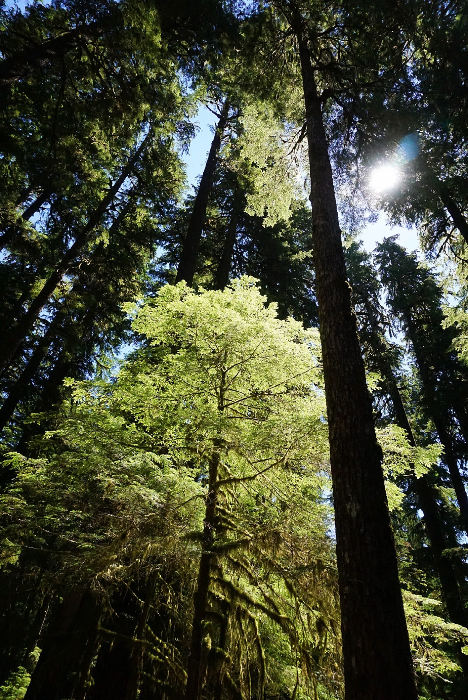 plant, directly below, growth, nature, united states, outdoors, green color, forest, tall - high, olympic national park, scenics - nature, beauty in nature, Phone HD Wallpaper