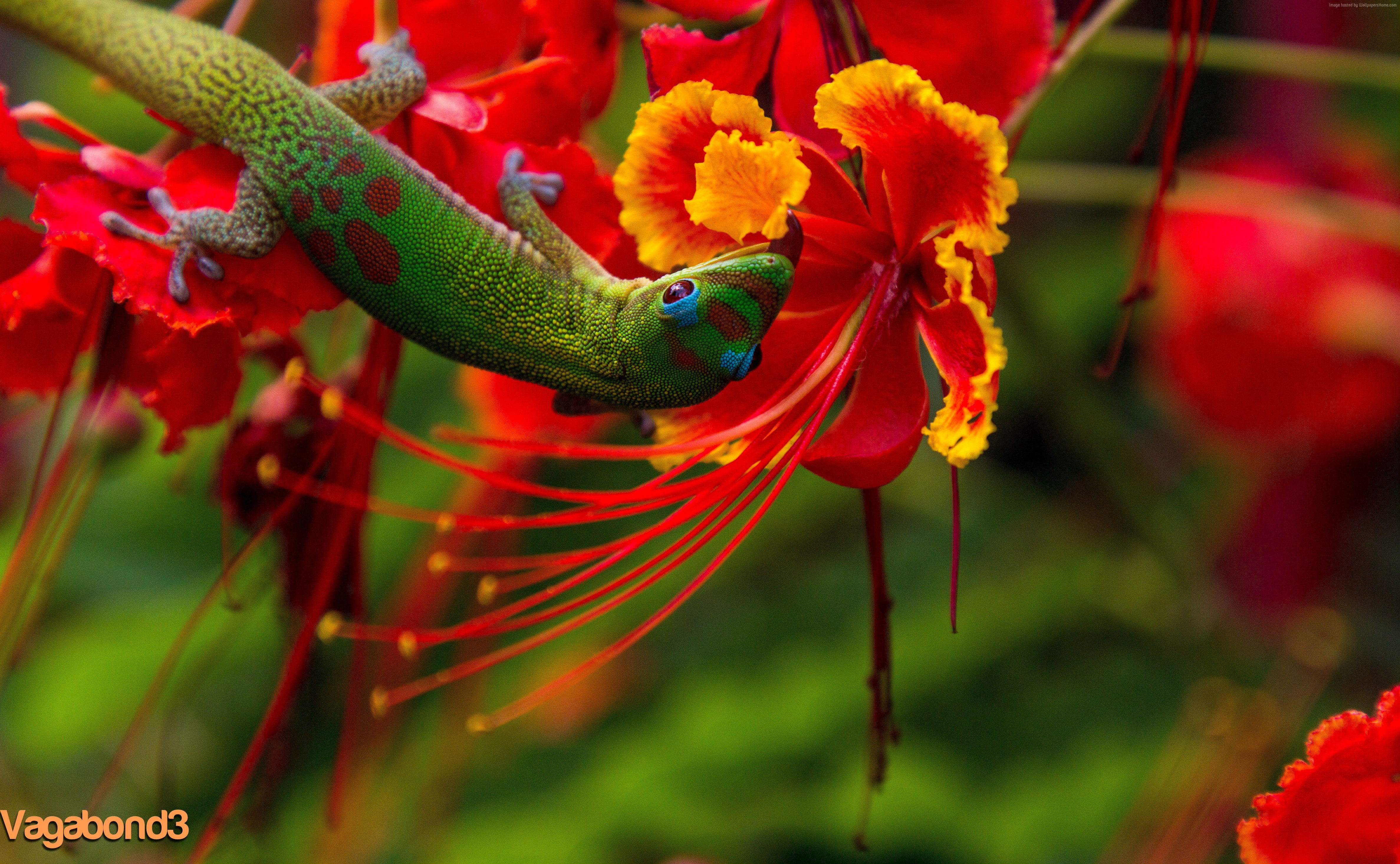 lizard, green, reptiles, animal, Hawaii, Lizard Hilo, flowers, red, 4K, nature, HD Wallpaper