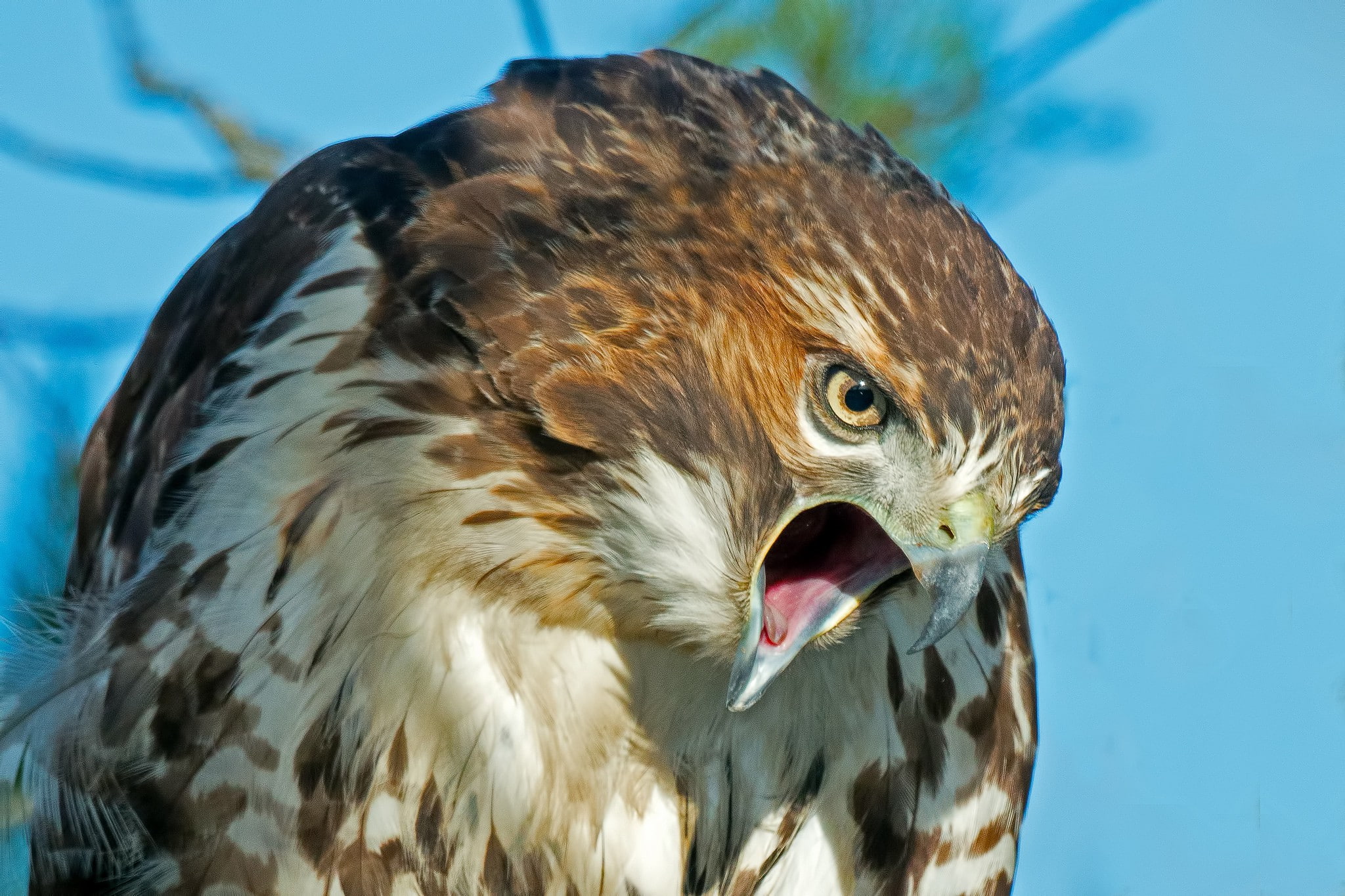 Birds, feathers, look, beak, predator, 1080P, hawk, HD Wallpaper