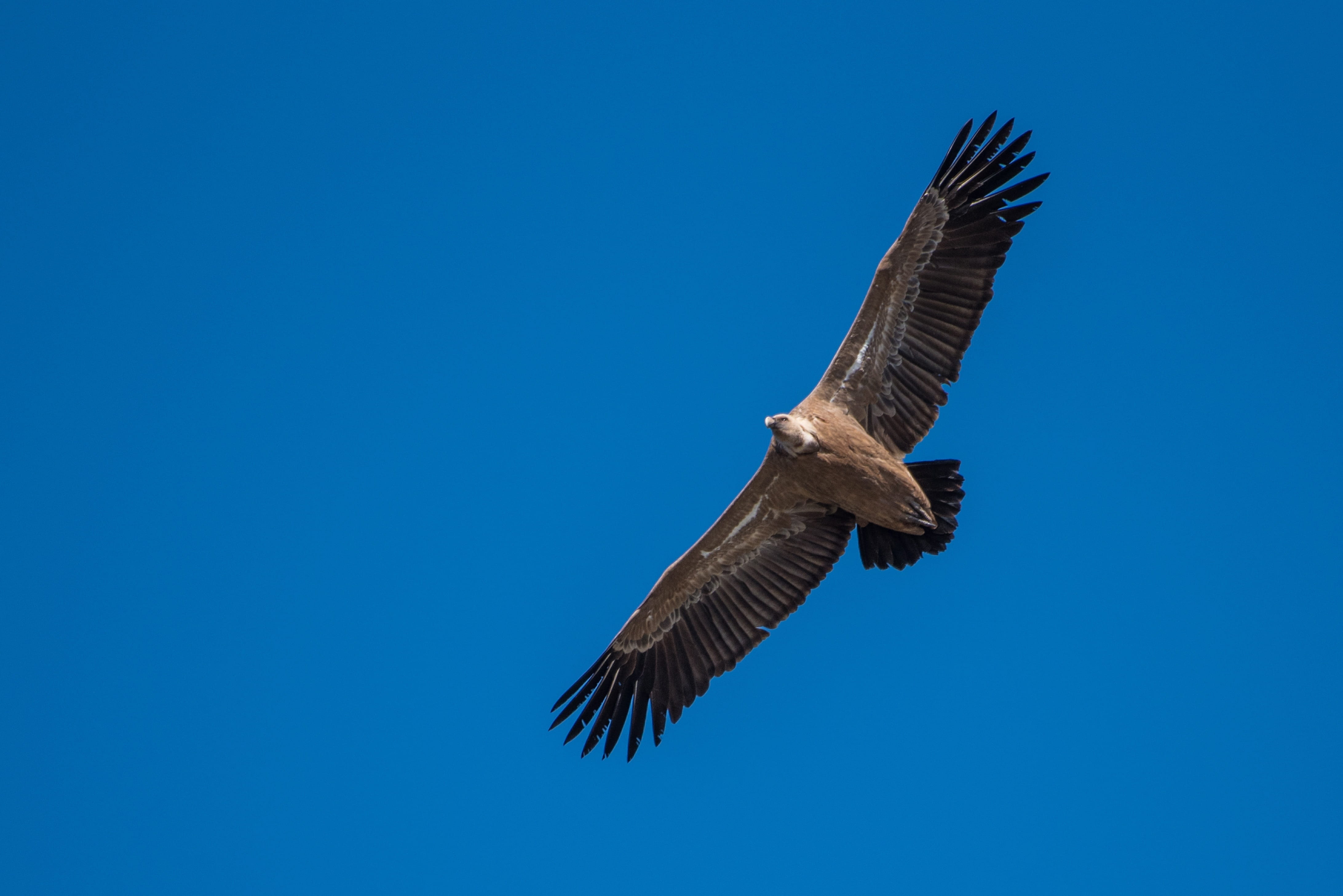 animals in the wild, clear sky, sky, directly below, vertebrate, freedom, bird, mid-air, extremadura, blue, animal body part, animal, one animal, searching, HD Wallpaper