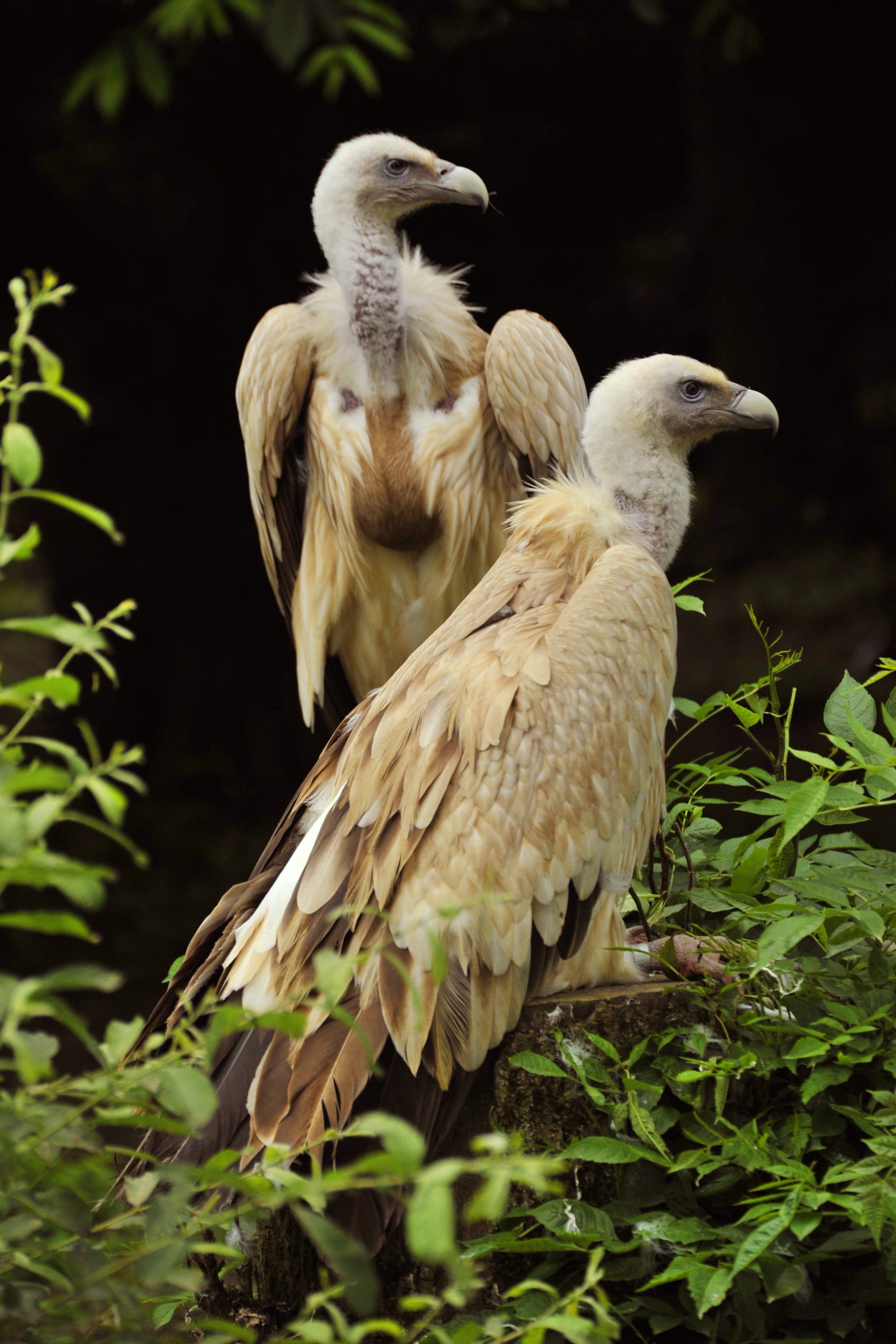 griffon, eagle, bird of prey, plant part, animals, griffon vulture, day, no people, gyps, animals in the wild, leaf, nécrophage, birds, perching, animal themes, Phone HD Wallpaper