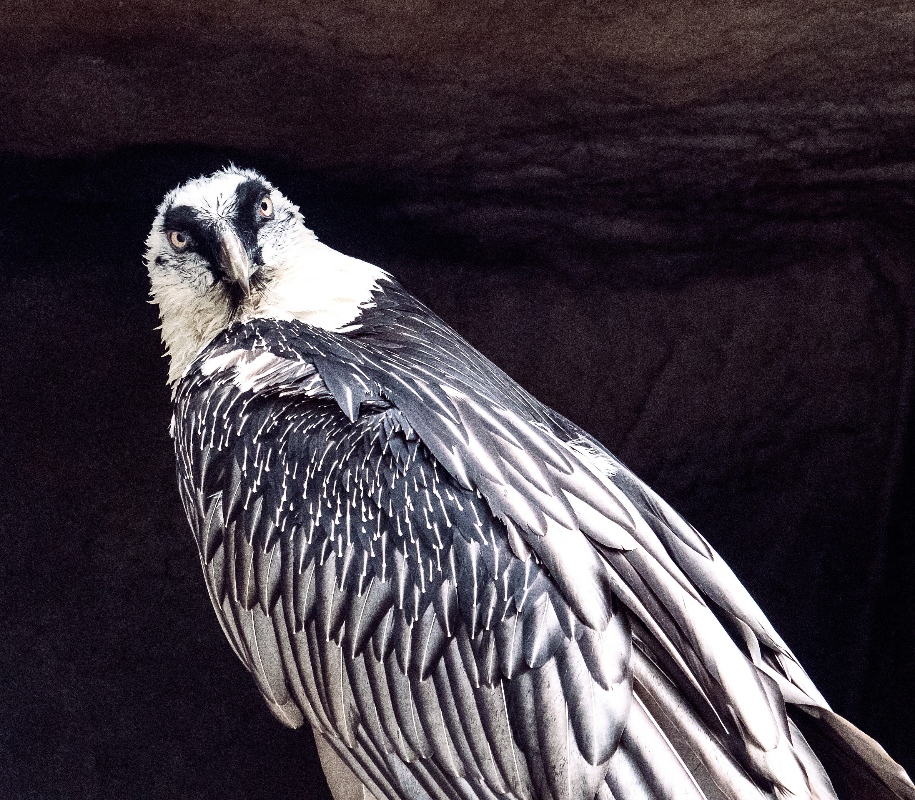 perching, animal themes, bearded vulture, vertebrate, animal world, bird of prey, beak, nature, animals in the wild, one animal, feather, raptor, looking away, HD Wallpaper