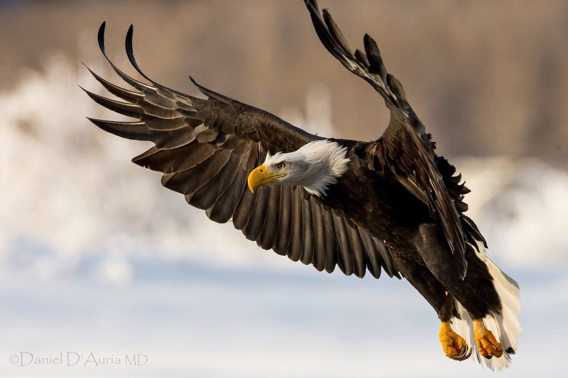 uSA, carnivore, animals In The Wild, bird, flap, wings, no people, flying, white, animal themes, animal wildlife, animal Wing, freedom, day, animals Hunting, HD Wallpaper