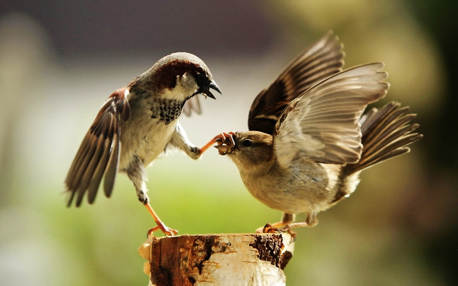photo, 1080P, animals, funny, feud, bird, family, HD Wallpaper