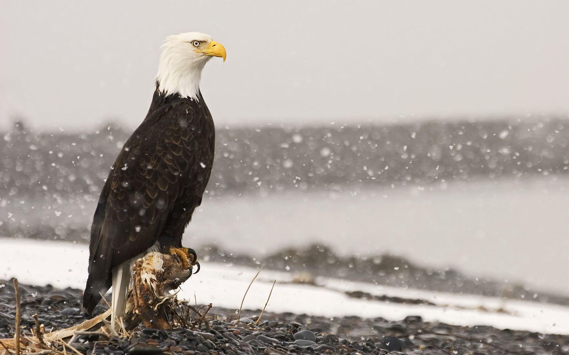 prey, birds, predator birds, eagles, 1080P, vi, nature, animals, HD Wallpaper
