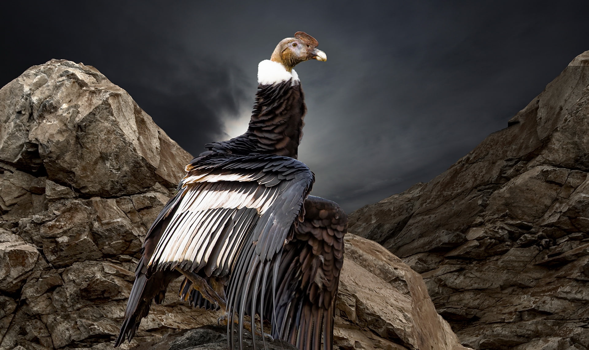 animals, rock, condors, birds, 1080P, HD Wallpaper