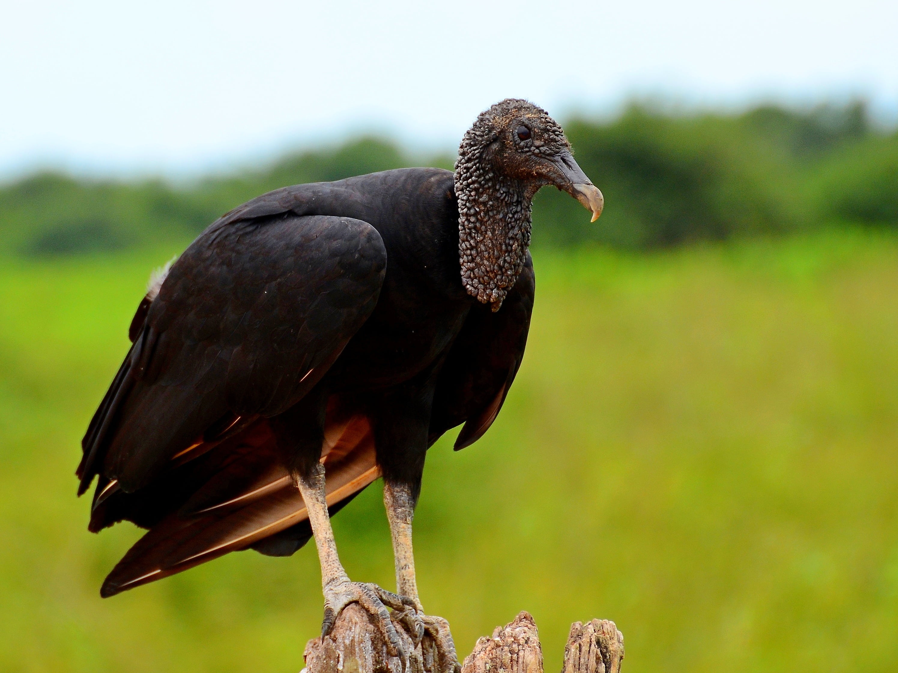 brazil, side view, wood - material, full length, animal wildlife, birds, profile view, no people, tree, outdoors, vertebrate, bird of prey, bird, the pantanal, HD Wallpaper