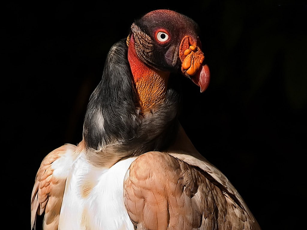 birds, art, 480P, hd, scavenger, animals, vulture, Turkey, HD Wallpaper