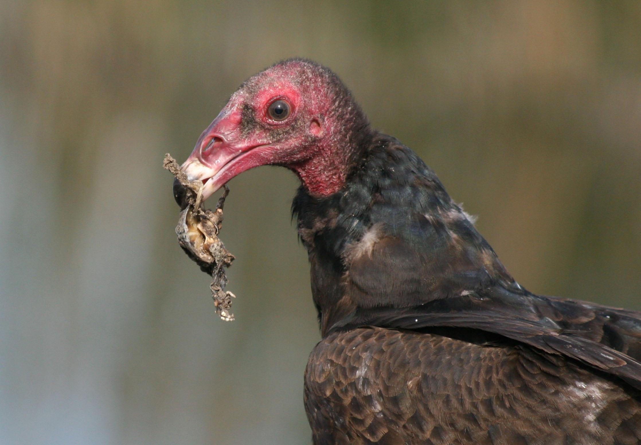 made, blush, eating, vulture, 1080P, prey, animals, HD Wallpaper