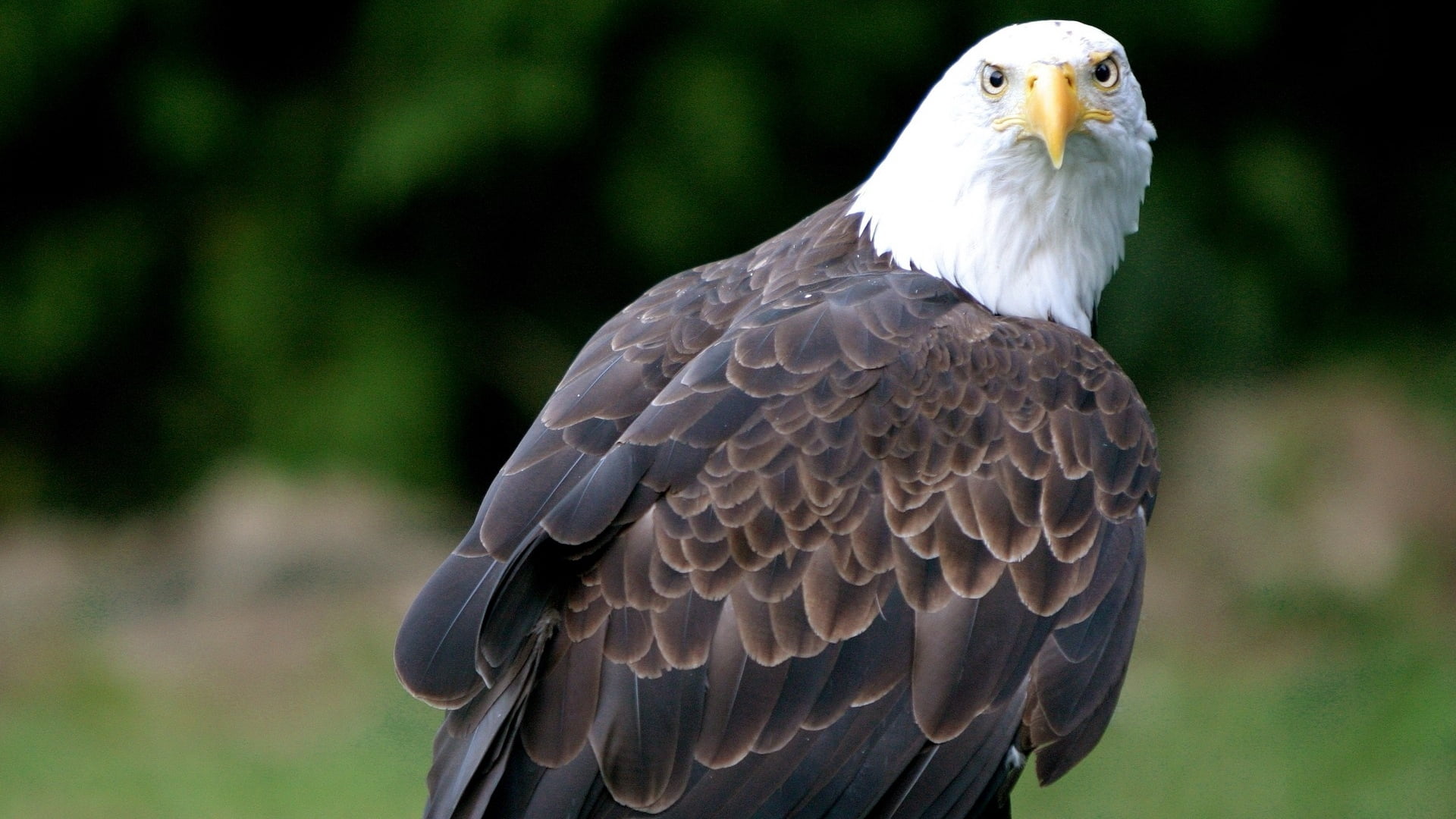 animals In The Wild, looking, vulture, vertebrate, uSA, carnivore, portrait, no people, feather, outdoors, bird, majestic, bald Eagle, nature, hawk - Bird, HD Wallpaper