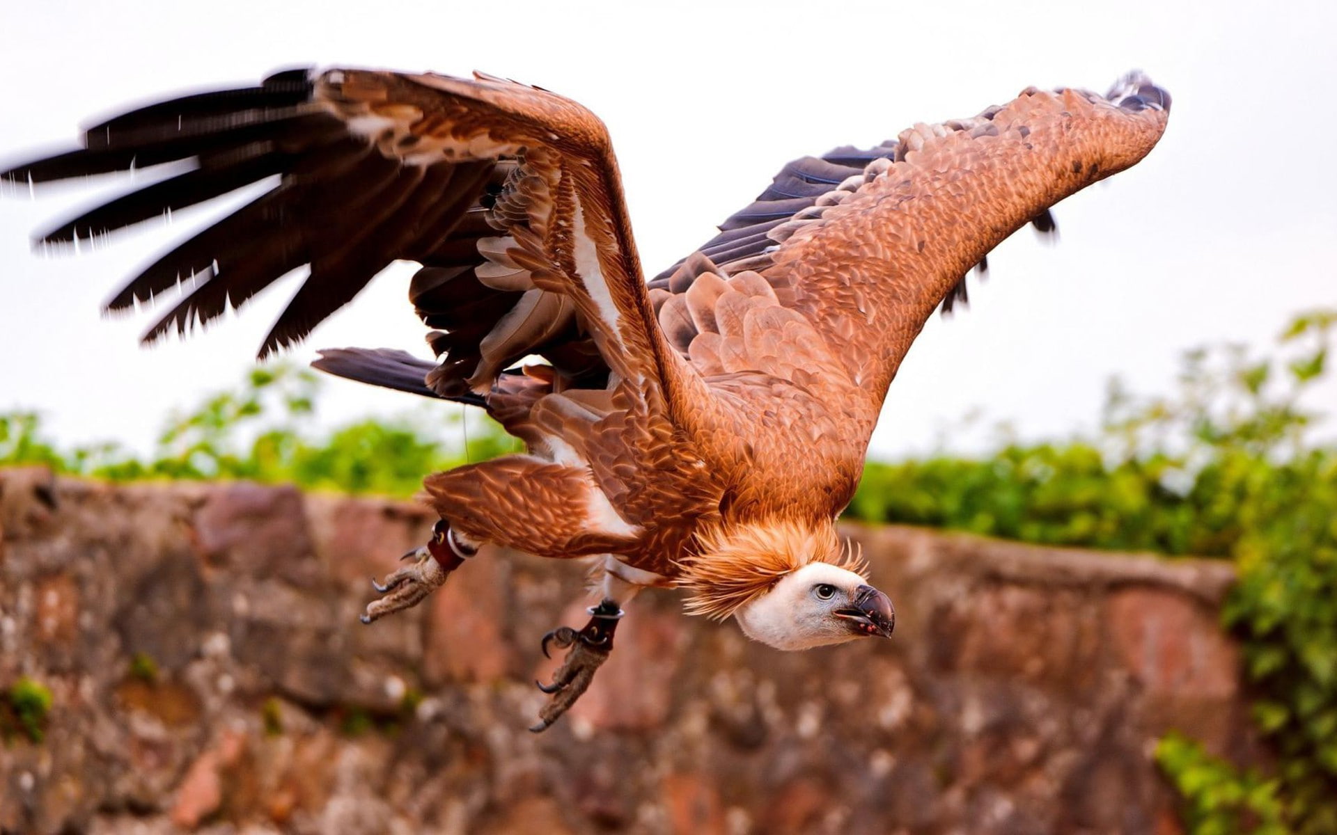 Flying, Vultures, 1080P, birds, HD Wallpaper