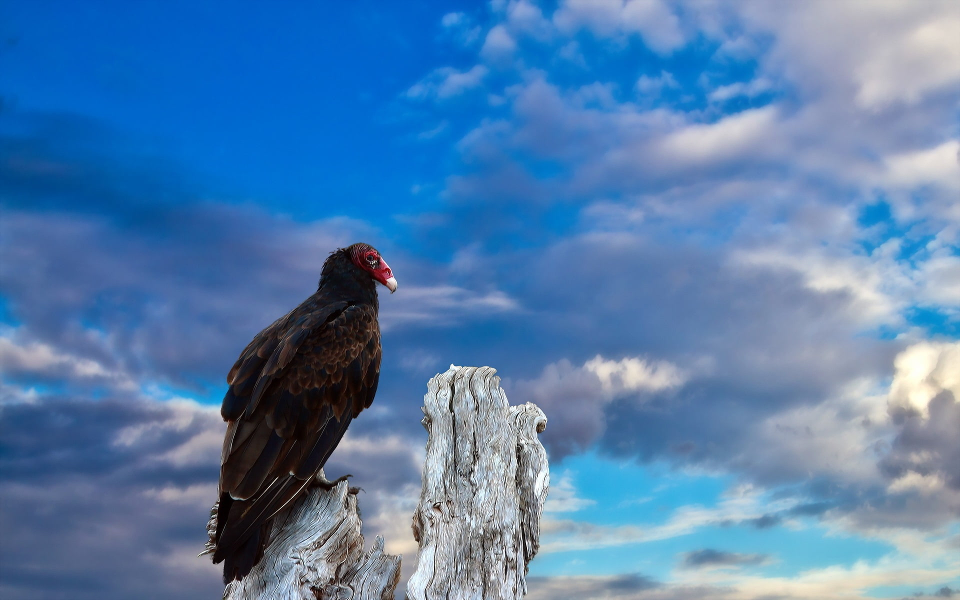 Sky, 1080P, Blue, Bird, brown, vulture, HD Wallpaper