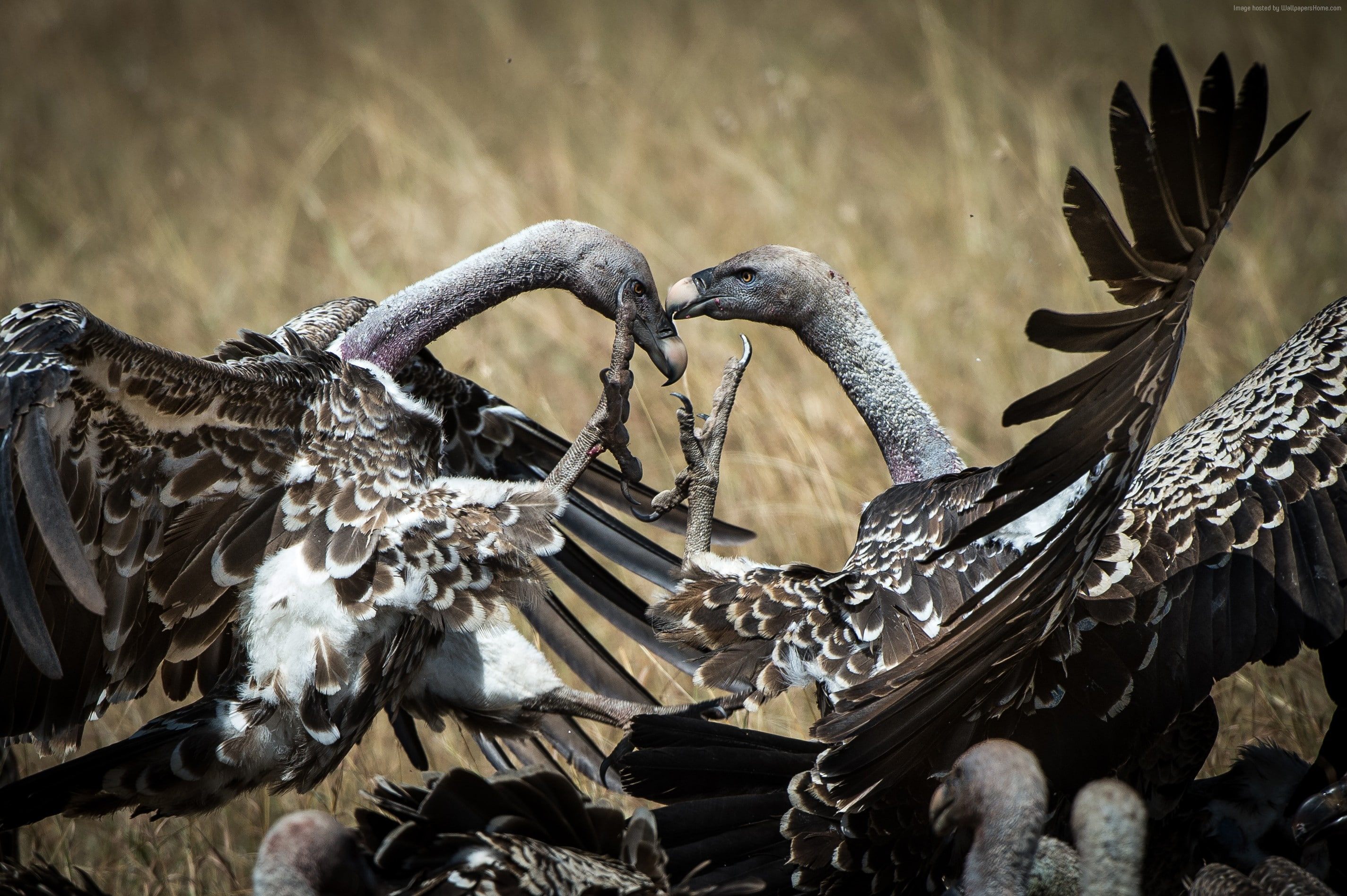 Masai Mara, National Geographic Traveler Photo Contest, 2K, bird, Vulture, Kenya, HD Wallpaper