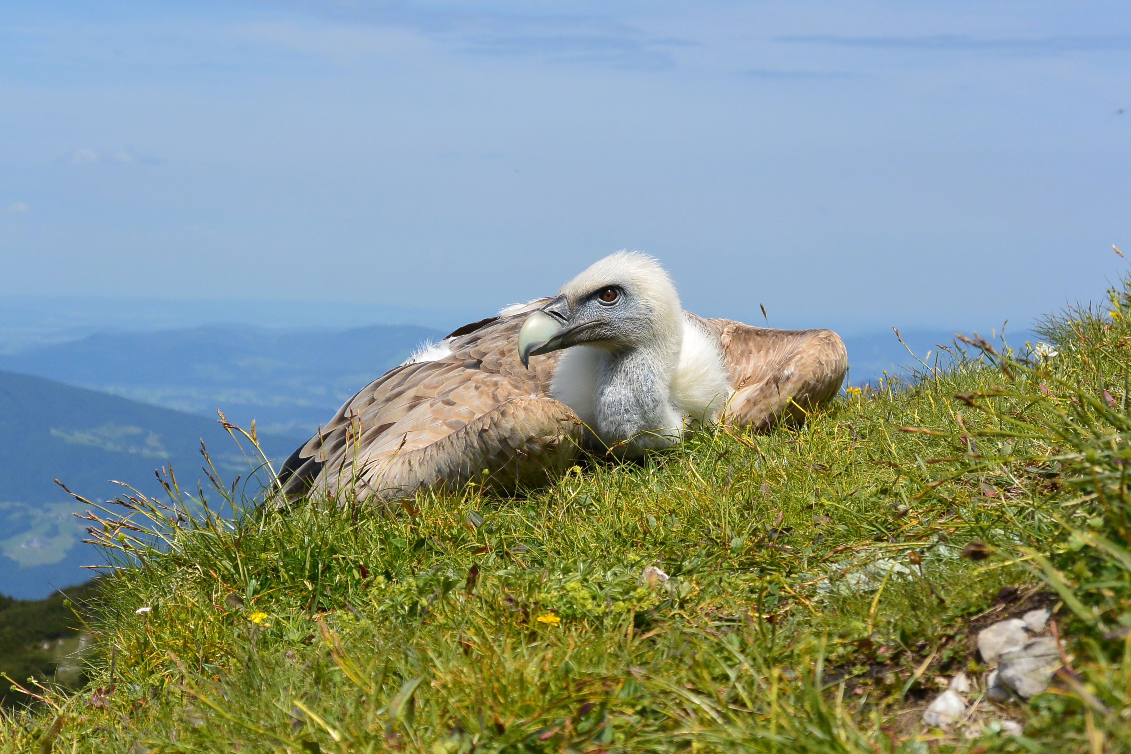 animal wildlife, sea, outdoors, 4K, land, sky, animal themes, one animal, grass, relaxation, animals in the wild, underwater, aas face, austria, resting, HD Wallpaper