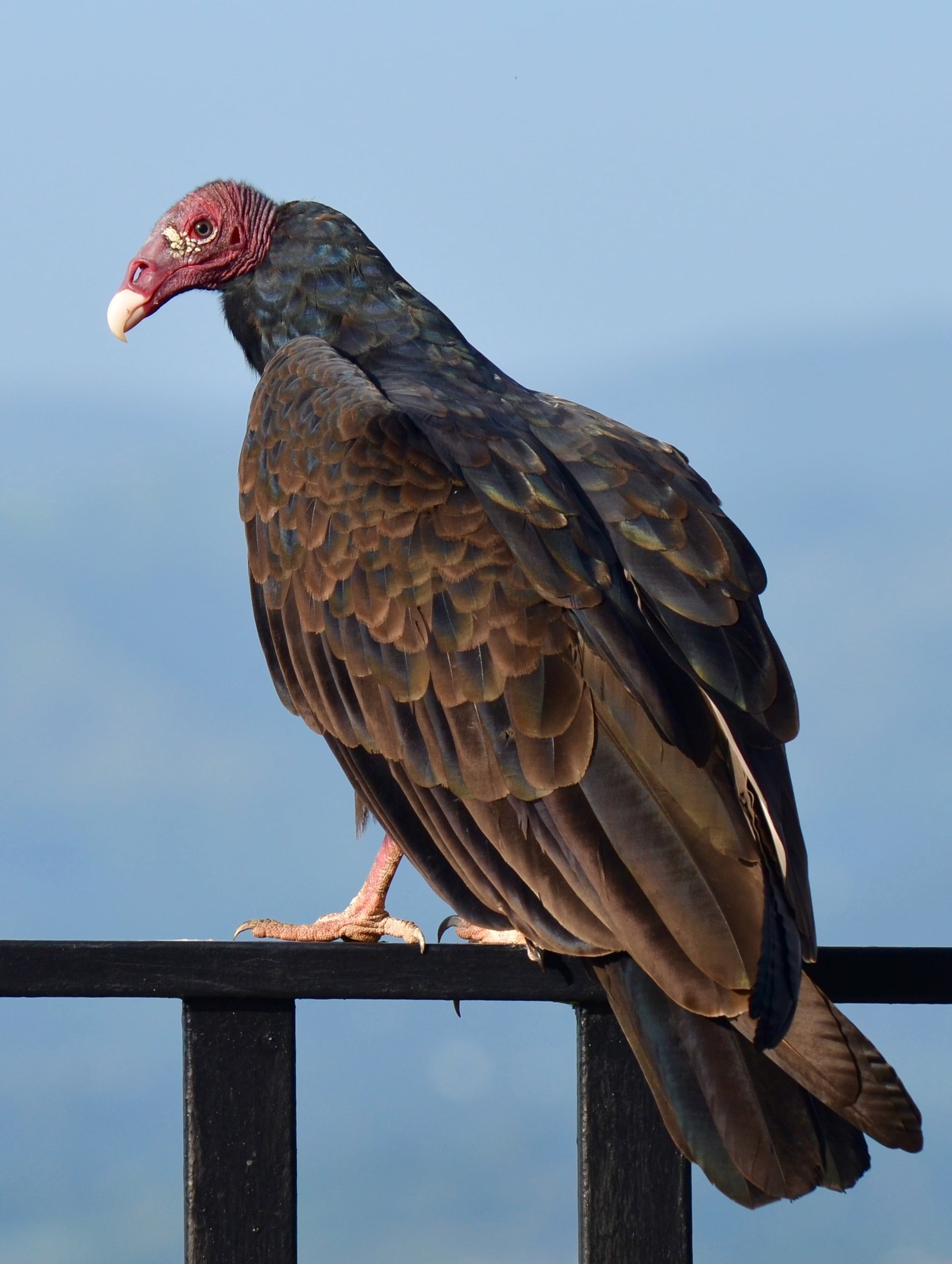 railing, beak, wood - material, close-up, eagle, focus on foreground, perching, animals in the wild, 2K, outdoors, day, perched, no people, vertebrate, Phone HD Wallpaper