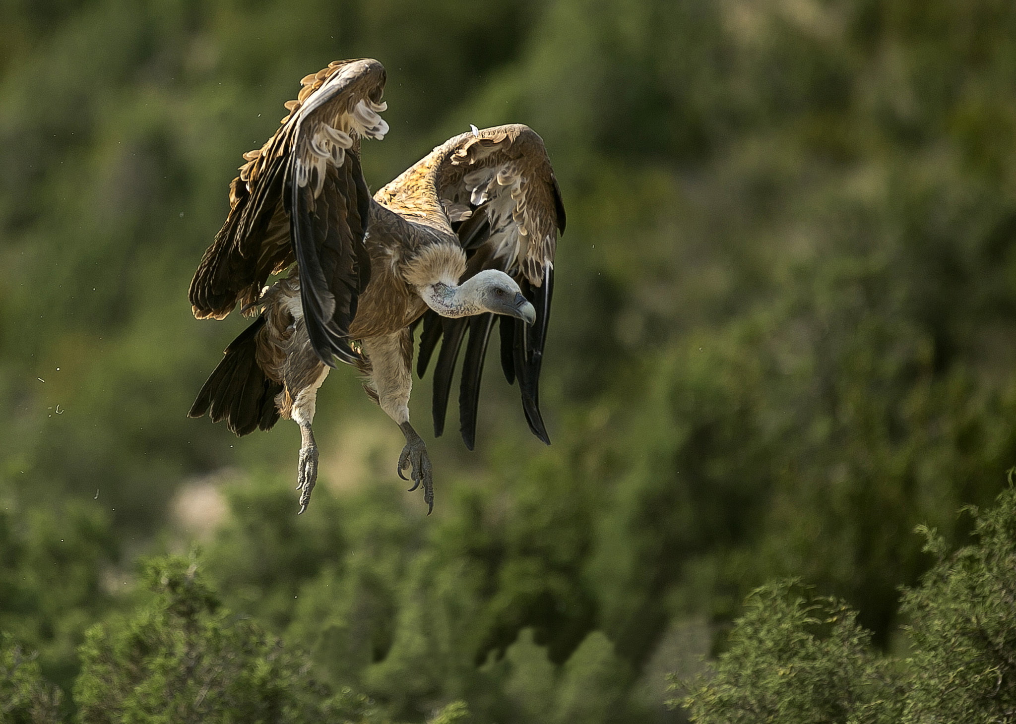 Bird, Animal, Vulture, 1080P, Birds, HD Wallpaper