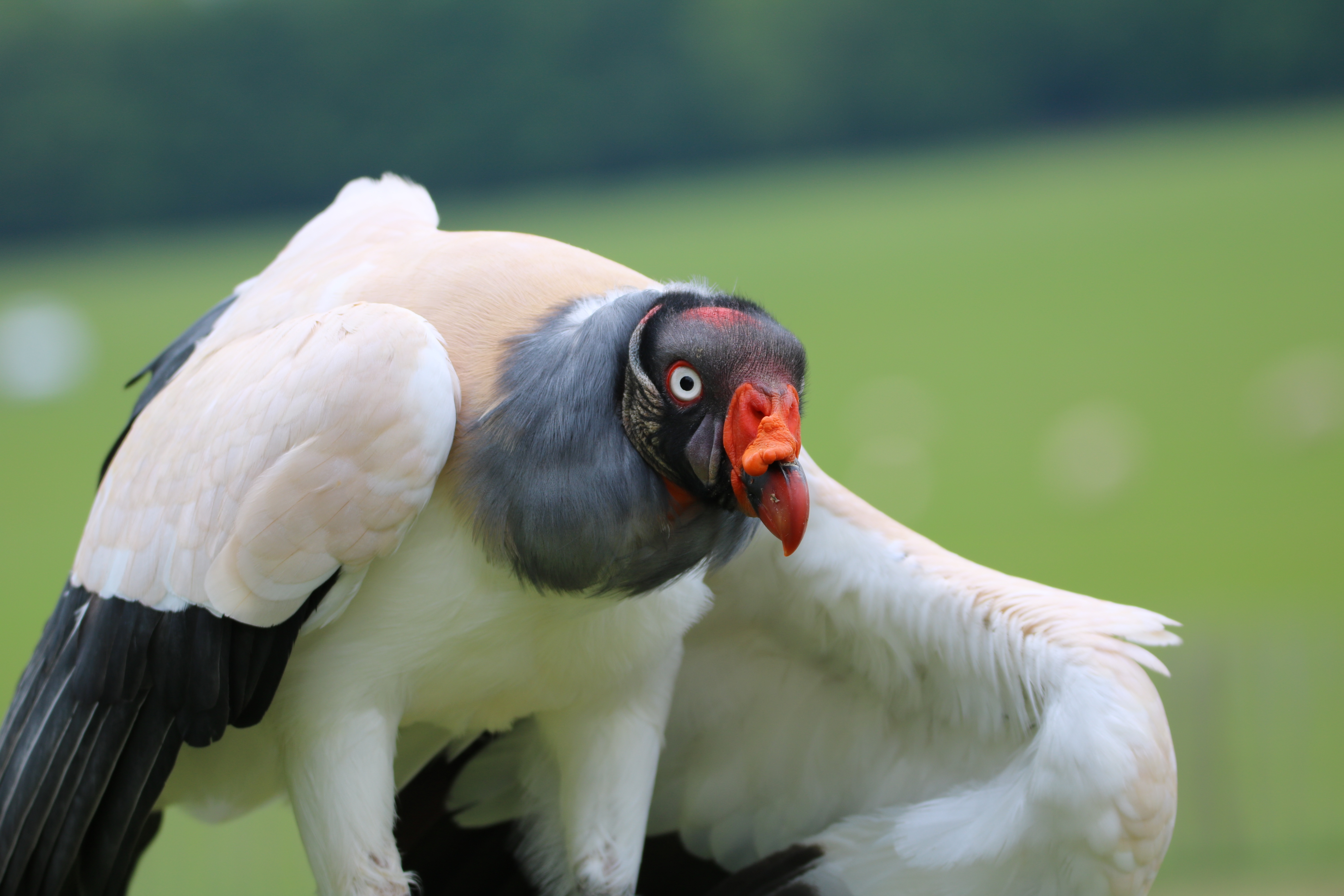 focus on foreground, 5K, animal wildlife, animals in captivity, beak, endangered, animals in the wild, no people, zoology, wildlife, nature, parrot, vulture, HD Wallpaper