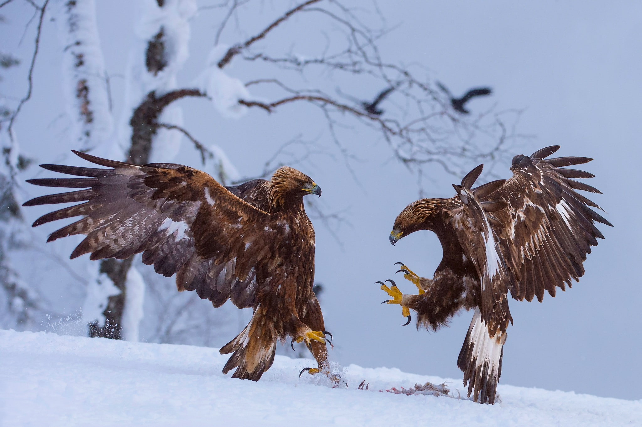Birds, eagles, prey, winter, snow, 1080P, HD Wallpaper