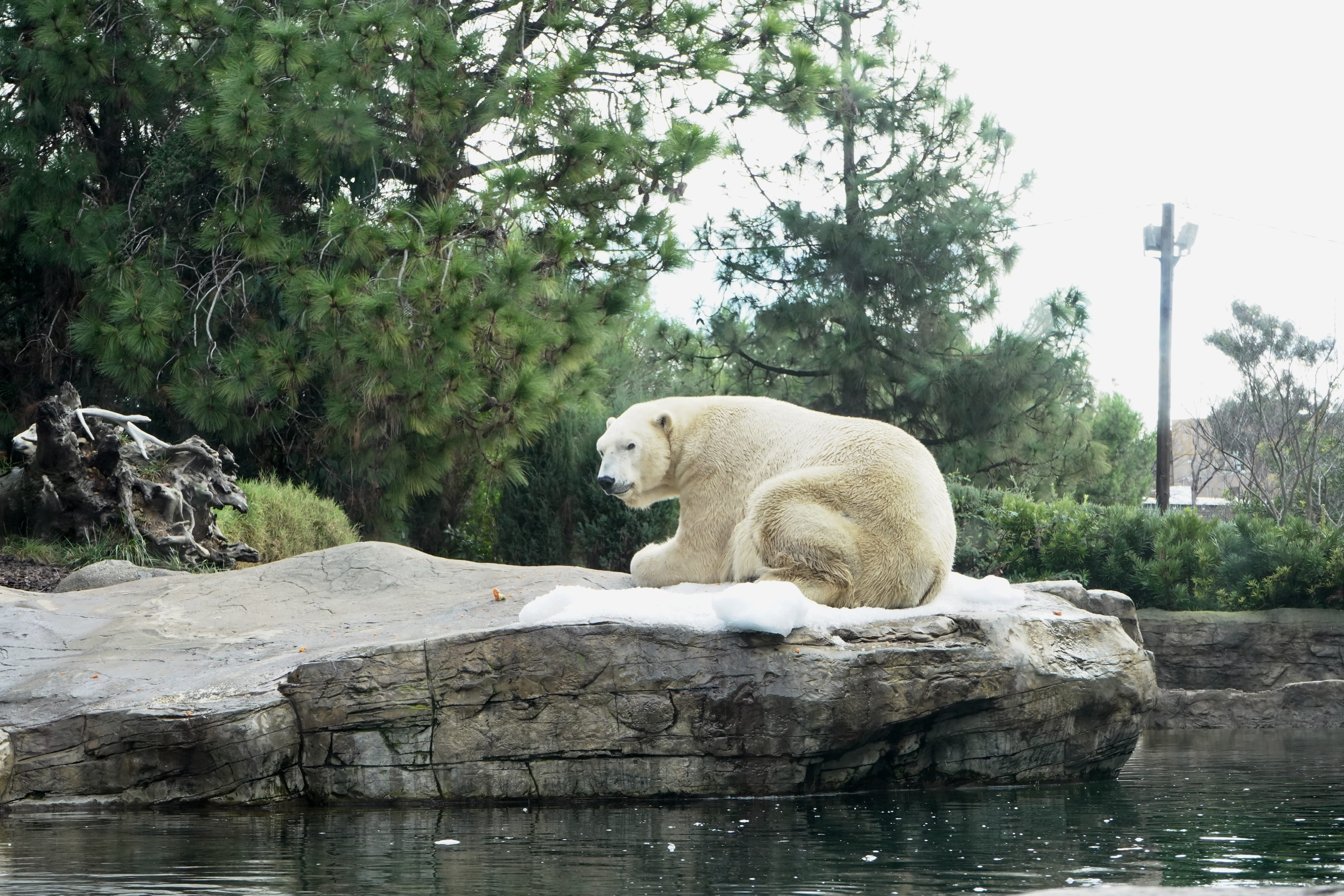 4K, plant, solid, zoo, k, no people, animal, outdoors, waterfront, water, lake, animal wildlife, rock - object, one animal, animals in the wild, white, HD Wallpaper