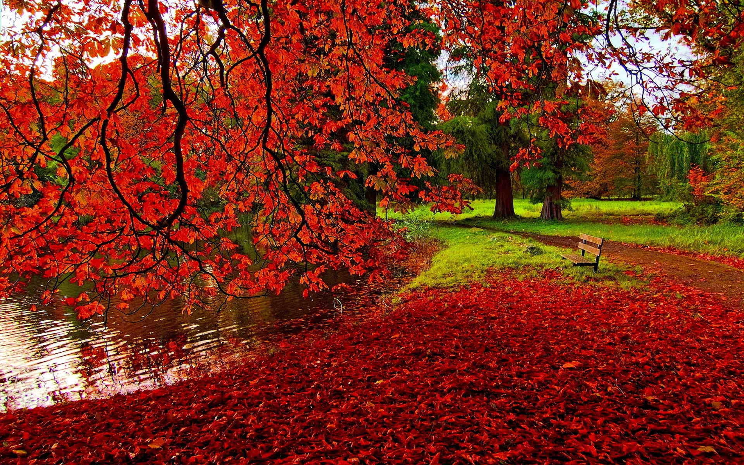 outono, coloridas, 2K, folhas, HD Wallpaper