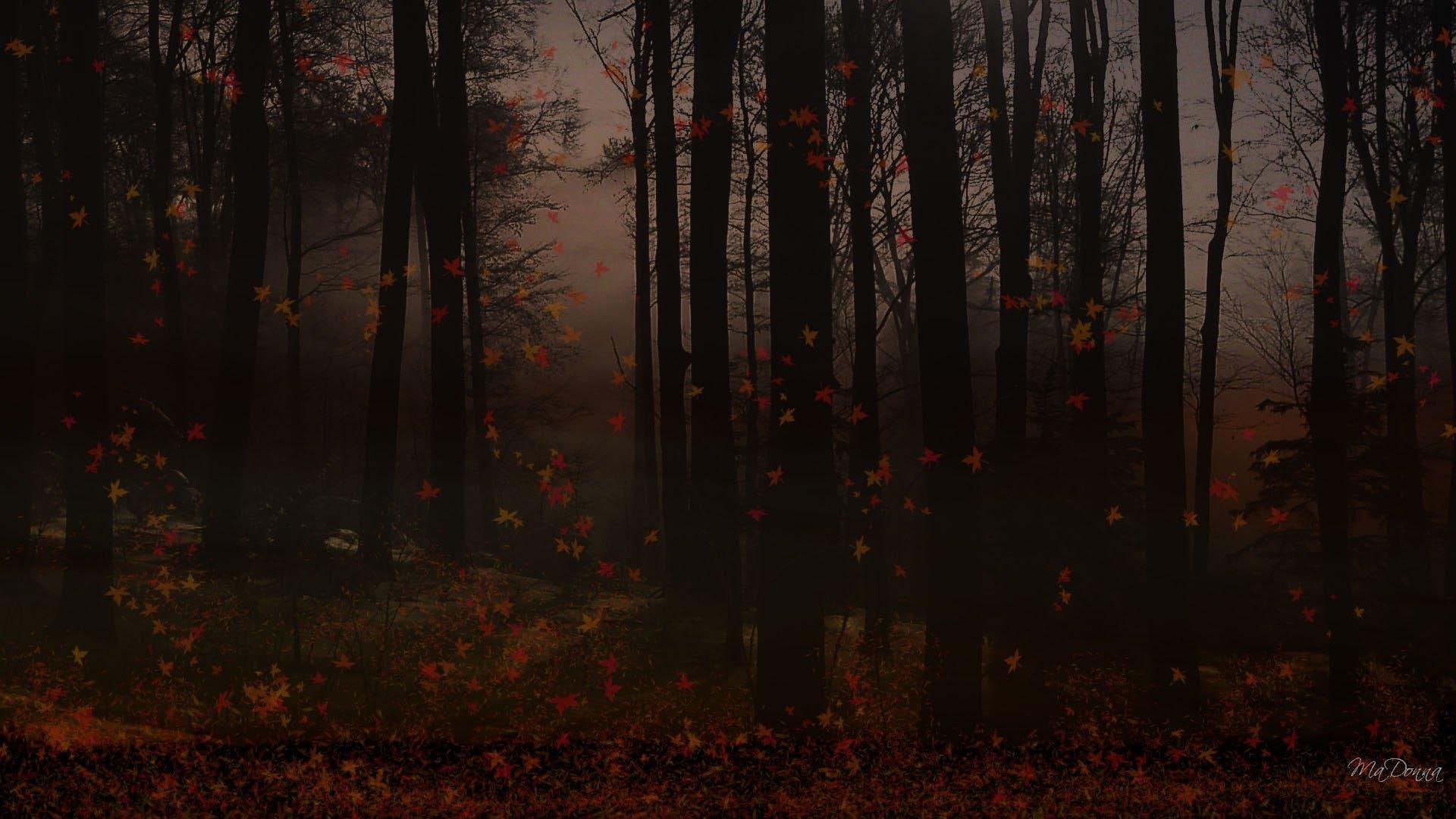 forest, 3d and abstract, dusk, 1080P, widescreen, woods, autumn, fall, evening, firefox persona, HD Wallpaper