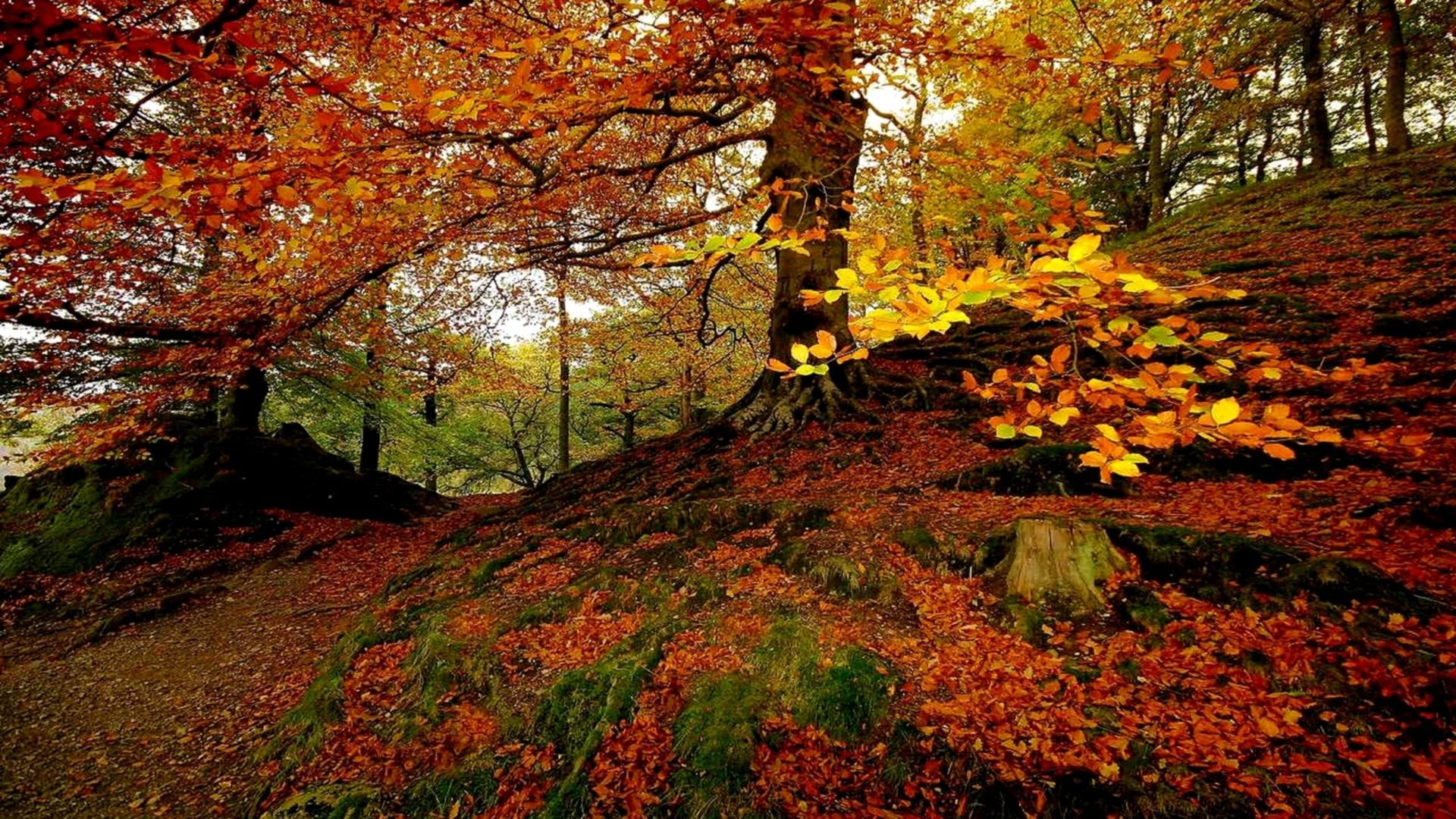 forest, golden, colors, 1080P, 3d and abstract, nature, seasons, autumn, woods, autumnal, trees, HD Wallpaper