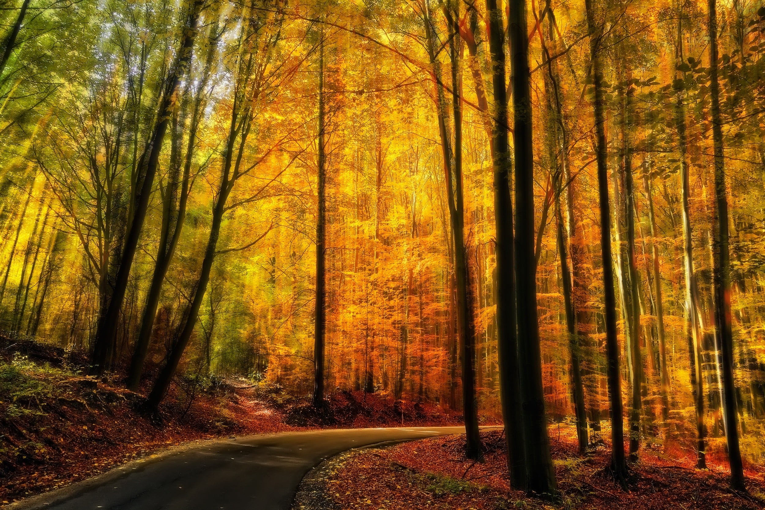 transportation, woodland, non-urban scene, trunk, trees, path, forest, yellow, nature, change, tranquil scene, tranquility, tree, landscape, fall, road, HD Wallpaper