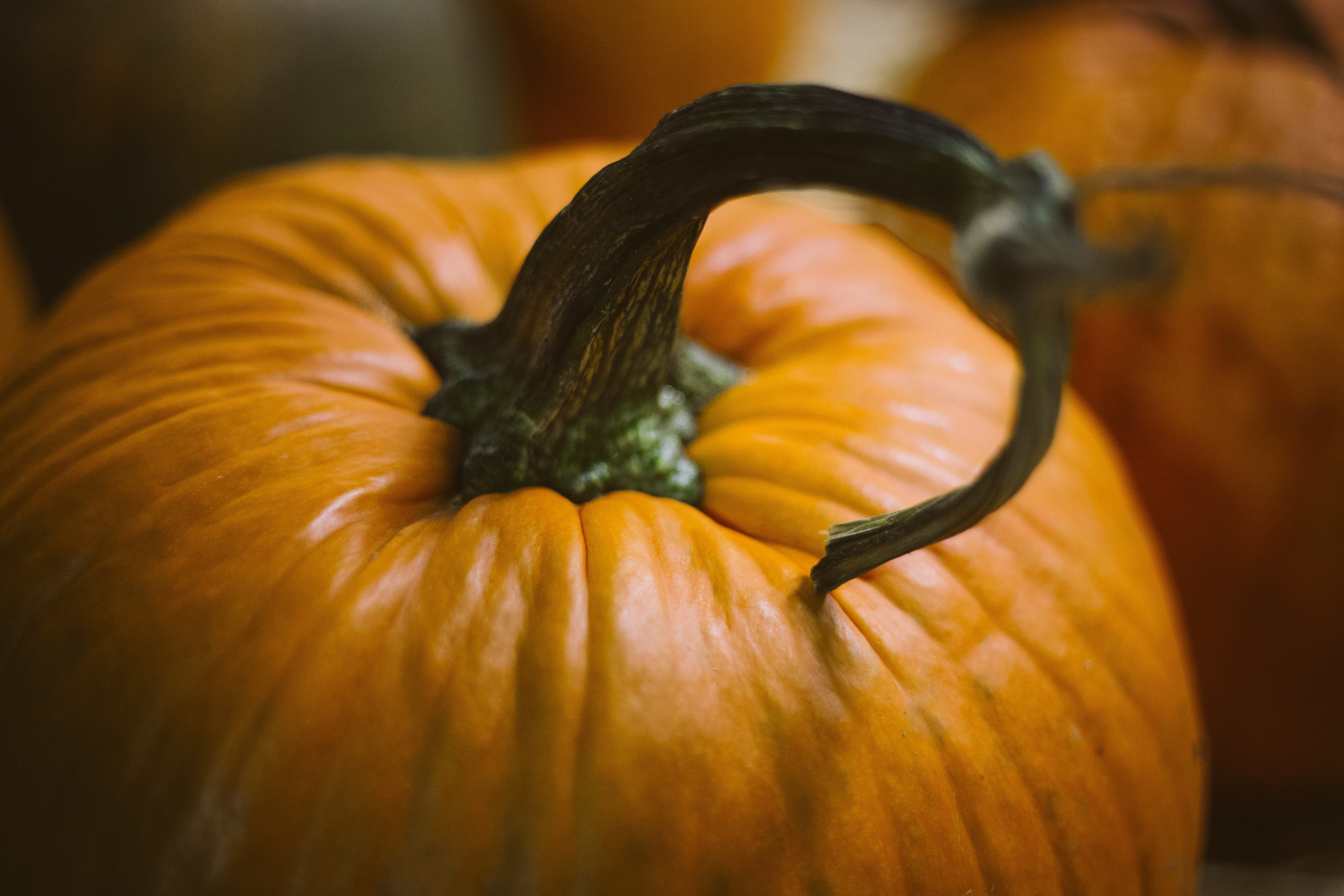 close, fall, focus on foreground, freshness, celebration, photography, autumn, blur, haunting, studio shot, squash - vegetable, ripe, food, no people, orange color, HD Wallpaper