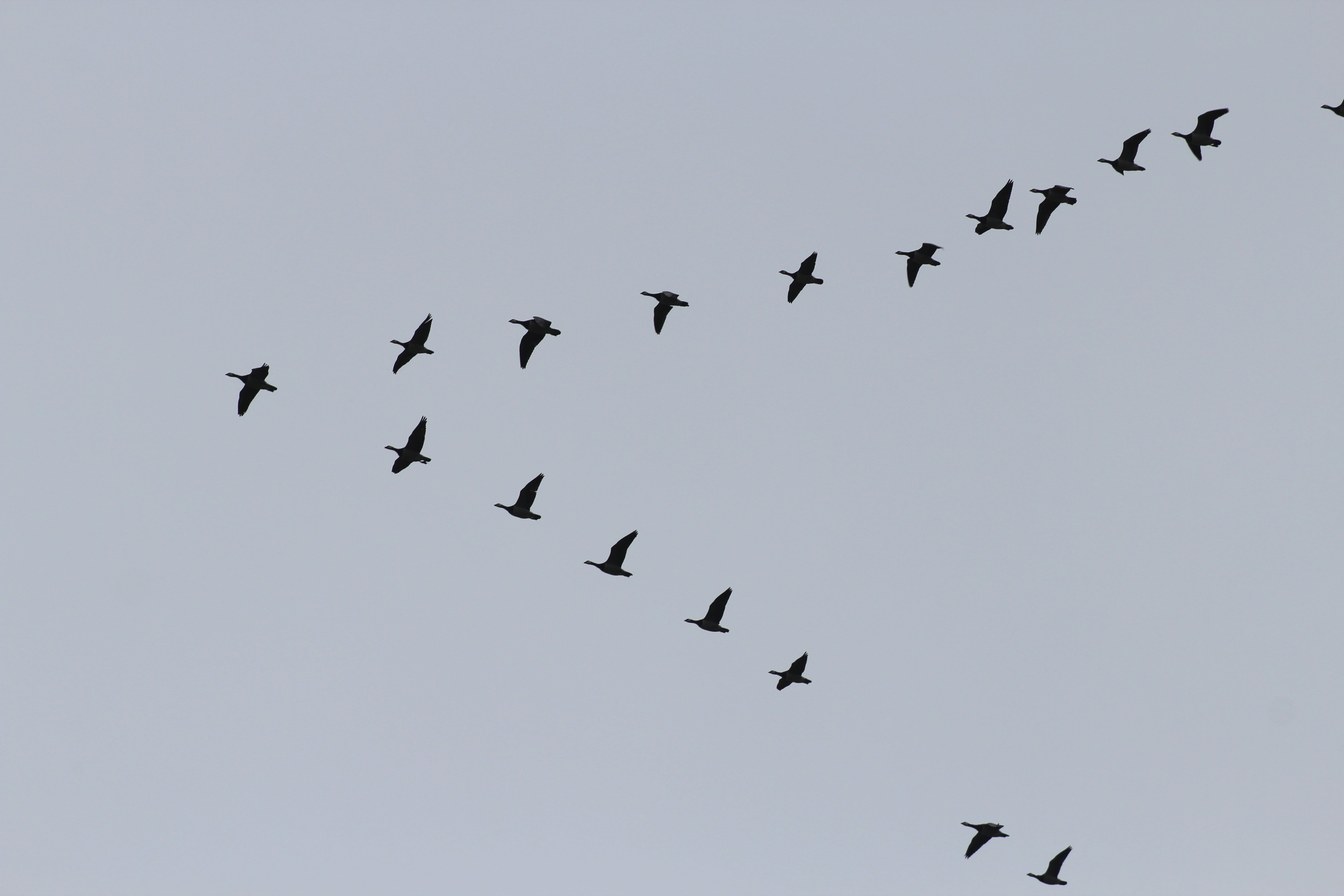 migratory birds, swarm, bird, low angle view, animal, motion, flock of birds, animal themes, nature, mid-air, formation, forming, no people, vertebrate, HD Wallpaper