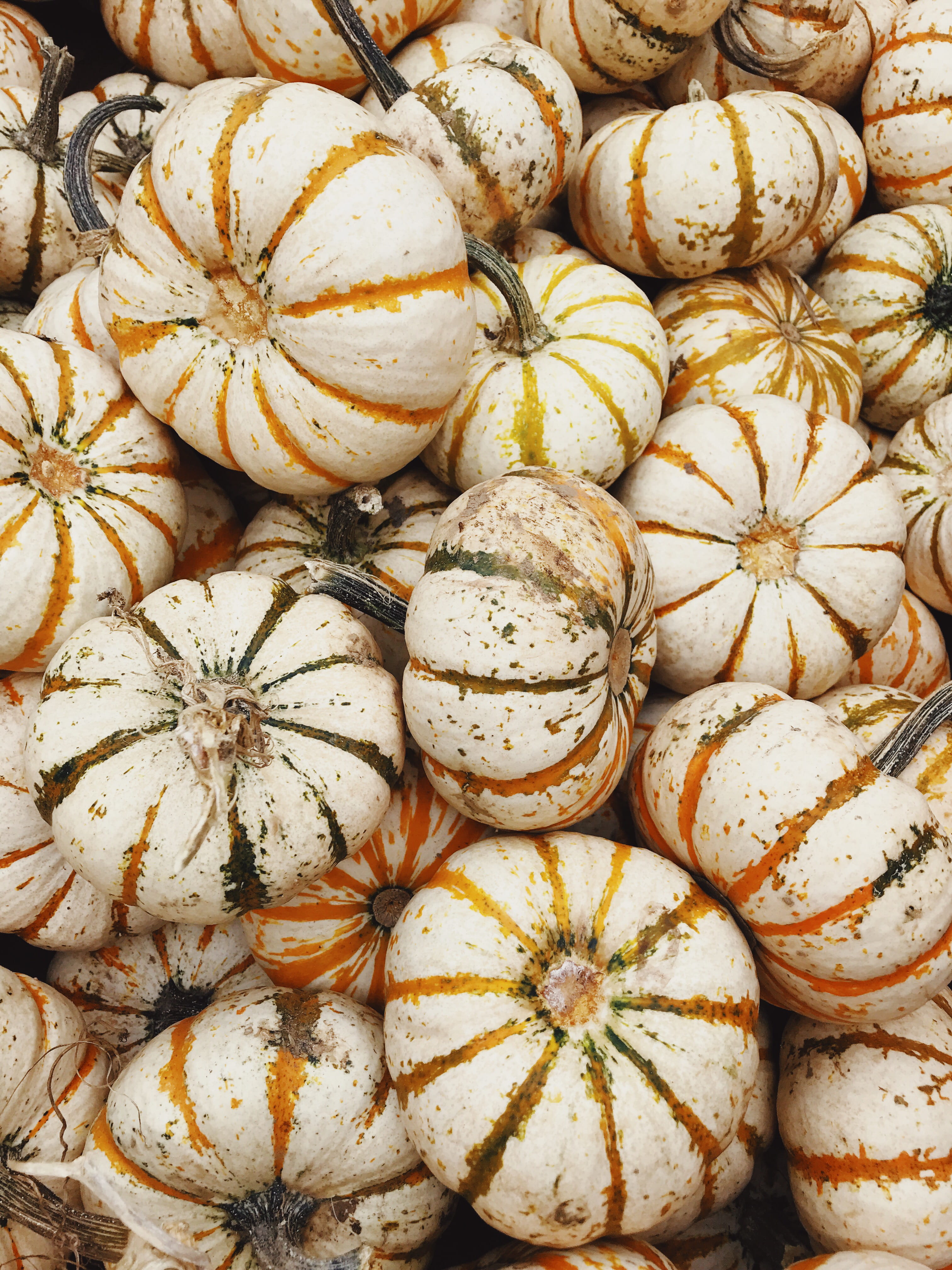 rural Scene, thanksgiving, halloween, close-up, orange Color, organic, orange, seasonable, crop, stripe, decoration, 4K, food, psl, freshness, harvesting, Phone HD Wallpaper