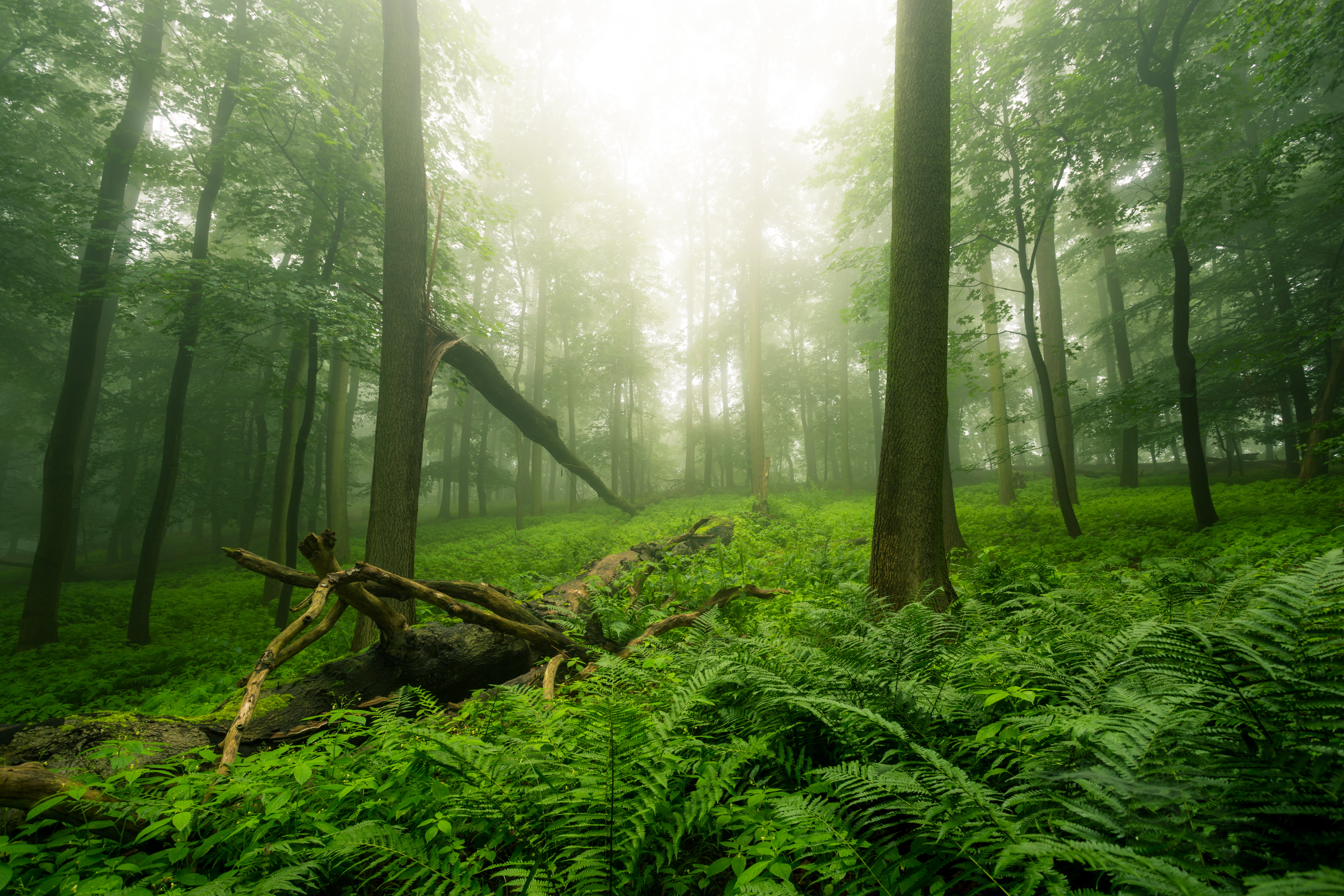 Farn, green Color, plants, 5K, Wälder, leaf, regen, outdoors, mystery, surrounded, forest, tree, Canon, mist, nature, scenics, Harz, Deutschland, 6D, Sachsen-Anhalt, HD Wallpaper