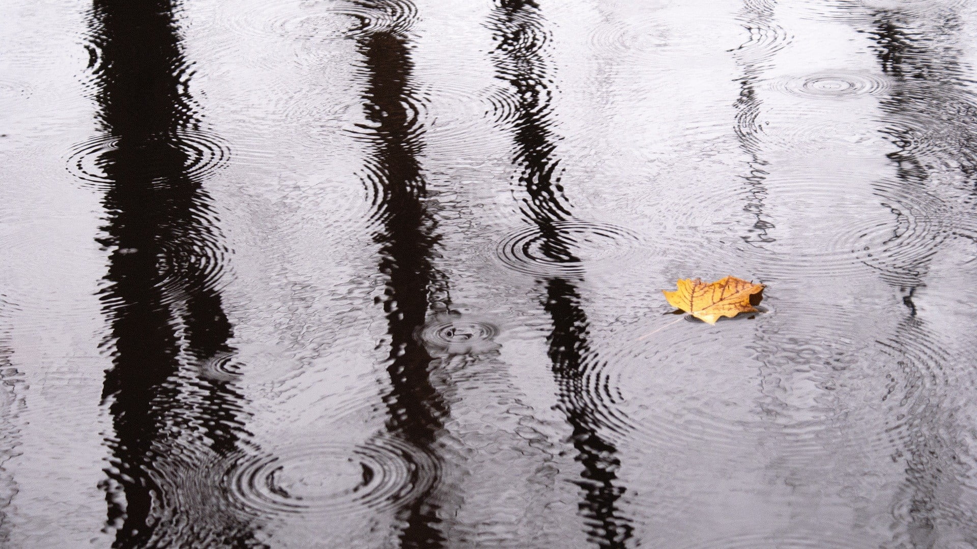 leaf, outdoors, maple, leaves, animal themes, 1080P, nature, floating, rain, animal, high angle view, animals in the wild, water, vertebrate, beauty in nature, HD Wallpaper