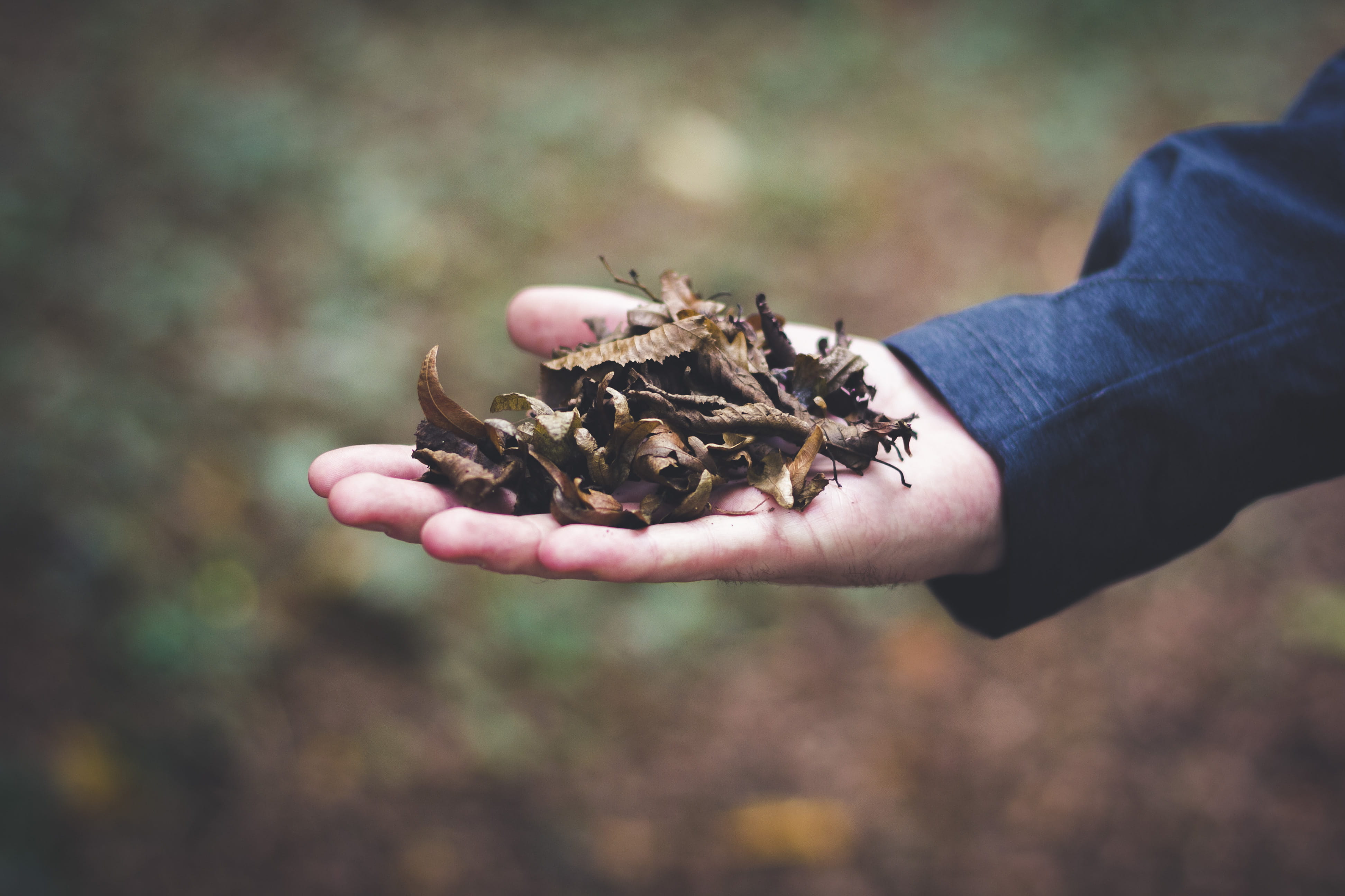 outdoors, human hand, human limb, focus on foreground, day, fall, human body part, human finger, cold, animals in the wild, plants, germany, forest, real people, HD Wallpaper