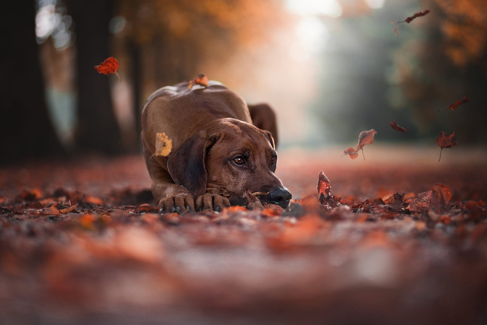 road, Park, red, trunks, Rhodesian Ridgeback, bokeh, foliage, dog, trees, leaves, lies, 1080P, brown, pose, face, autumn, mood, sadness, nature, paws, HD Wallpaper