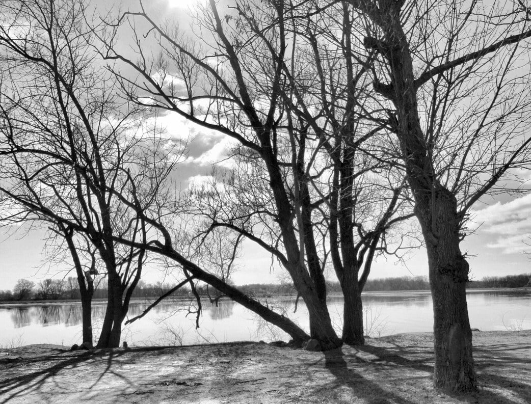 me, forest, Trees, photography, winter, gear, 480P, lake, scenics, branch, River, landscape, Canada, black And White, BandW, grayscale, tree, nature, outdoors, HD Wallpaper