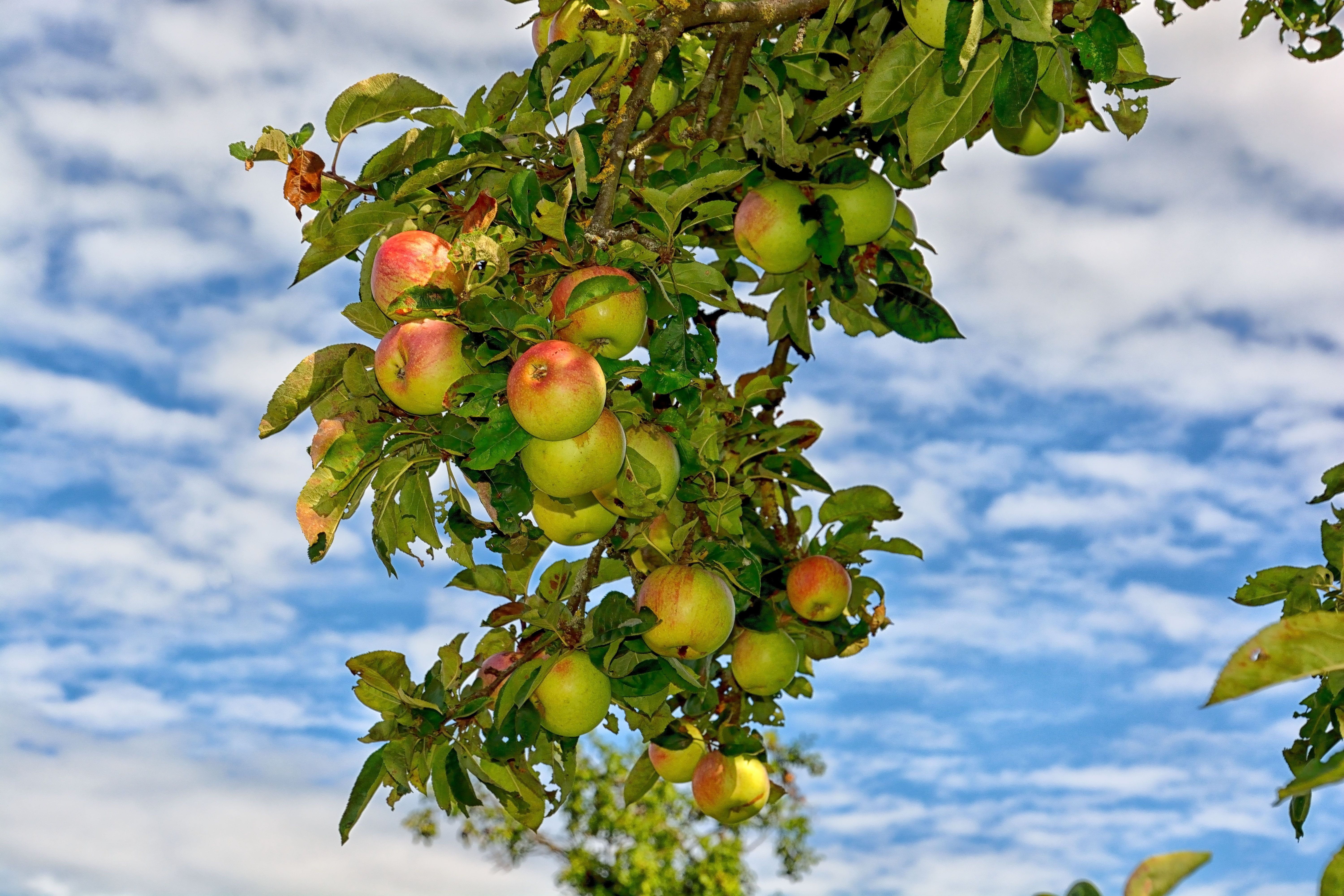 sunny, garden, branch, food, no people, apple, beauty in nature, plant, leaves, low angle view, red, healthy eating, background, wellbeing, freshness, day, HD Wallpaper