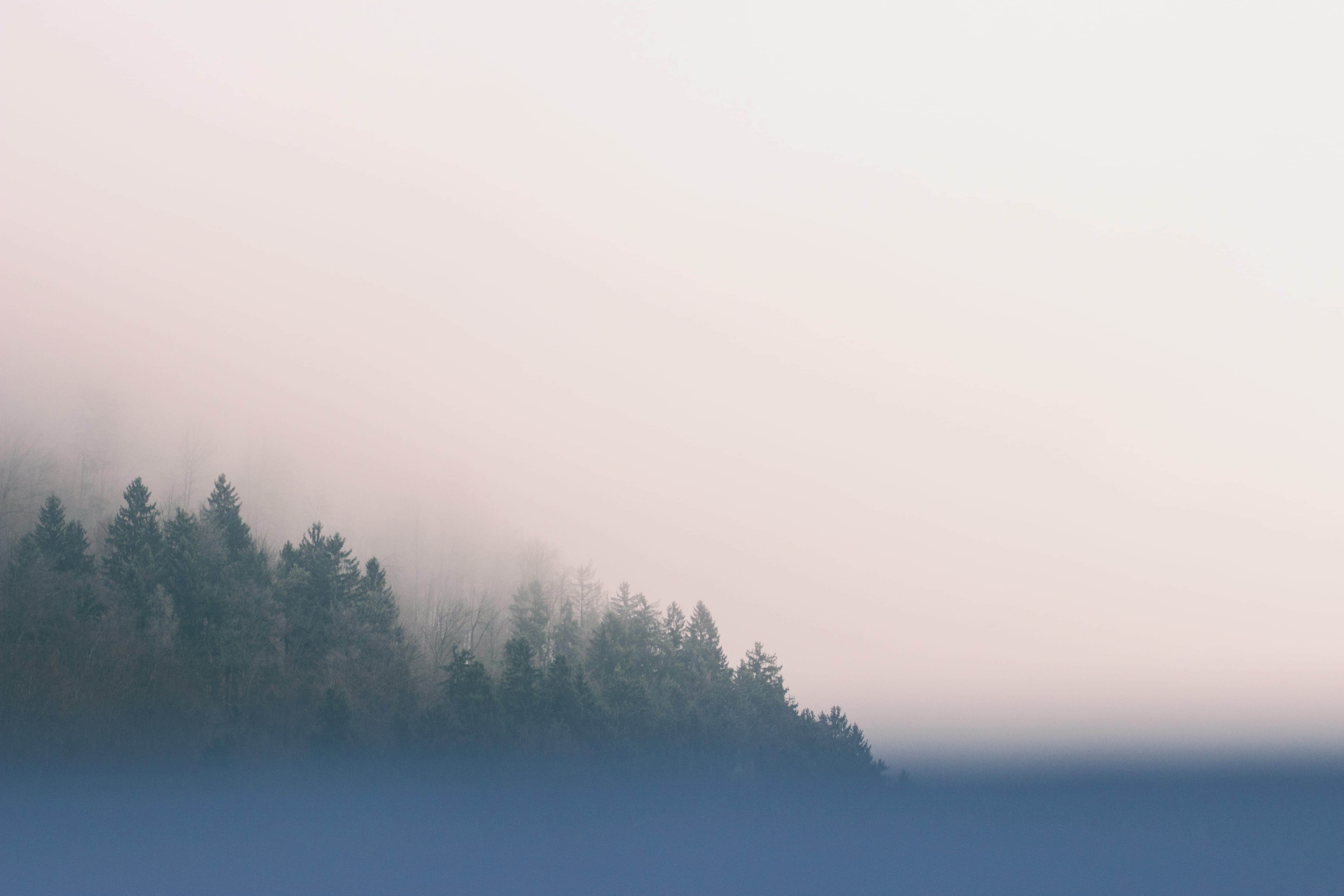 non-urban scene, plant, pine tree, misty, mountain, tree, trees, scenics, dawn, cold - Temperature, morning, coniferous tree, mist, sky, no People, nature, HD Wallpaper
