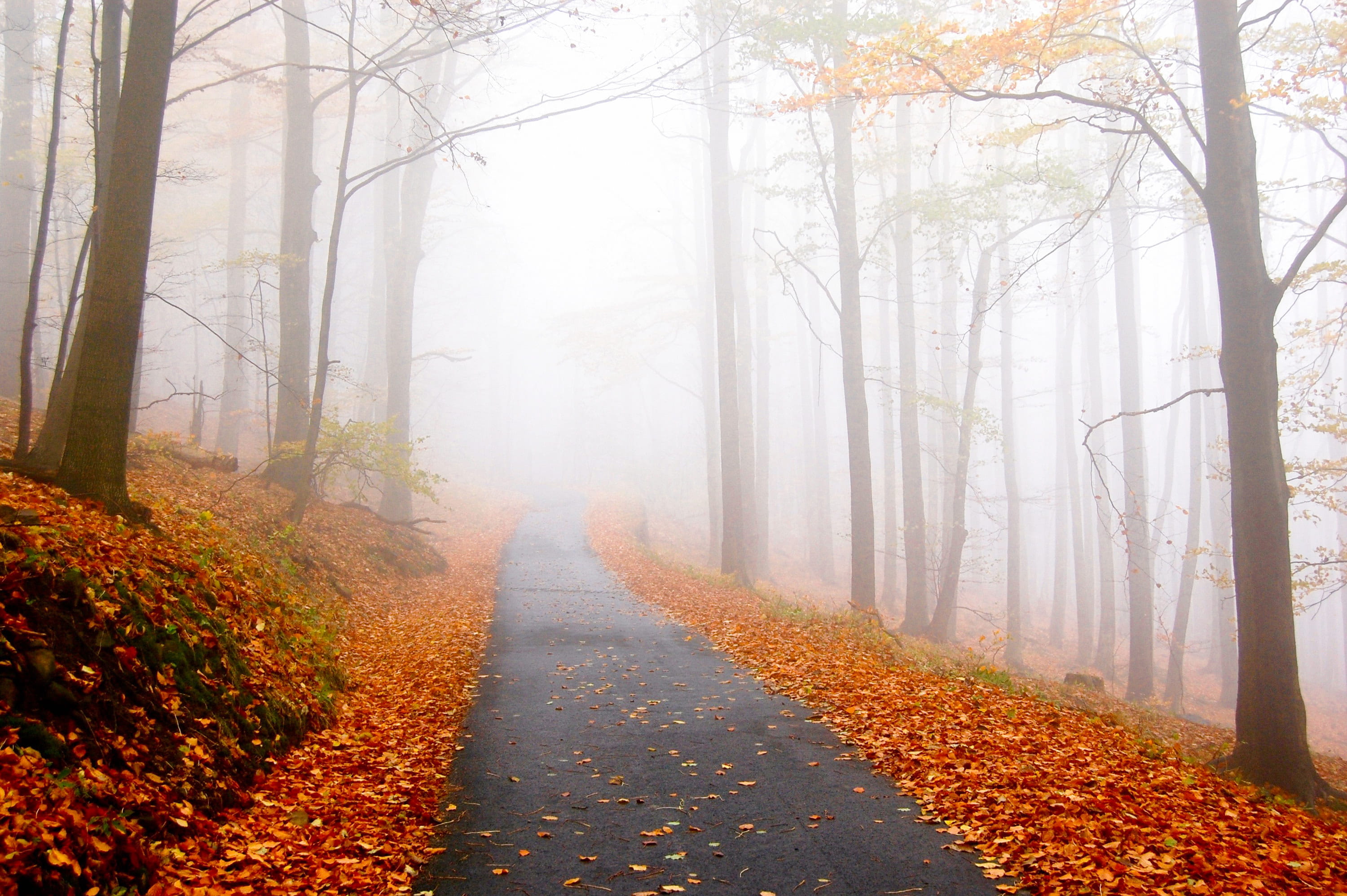 direction, pavement, day, 2K, sunlight, fog, dried, woodland, outdoors, trees, beauty In Nature, diminishing perspective, leaf, tree, high, the way forward, HD Wallpaper