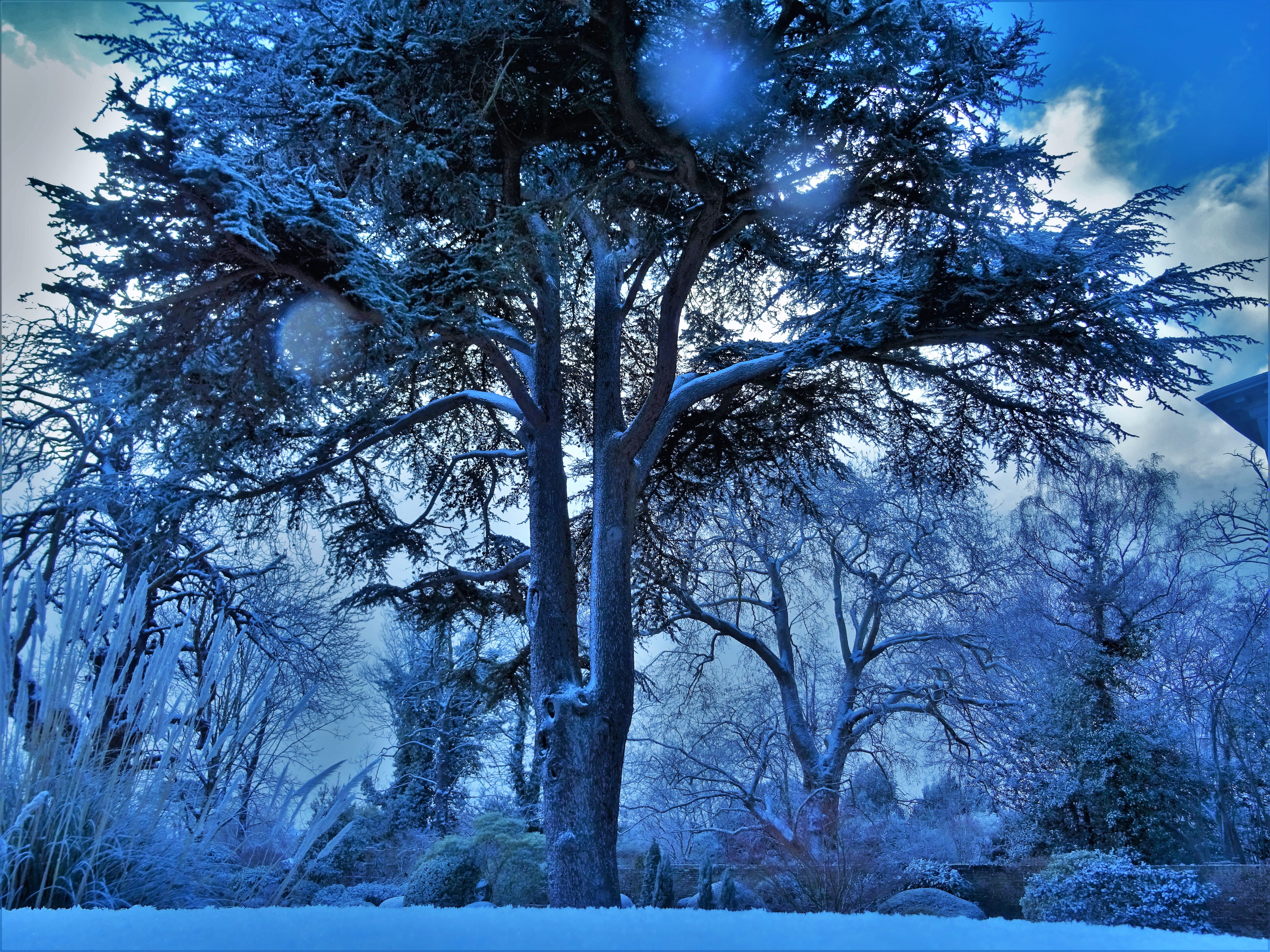 environment, light, winter, plant, ice, tree trunk, scenic, frozen, park, royalty  images, snow-white, mist, photography, scenics - nature, outdoors, tree, HD Wallpaper