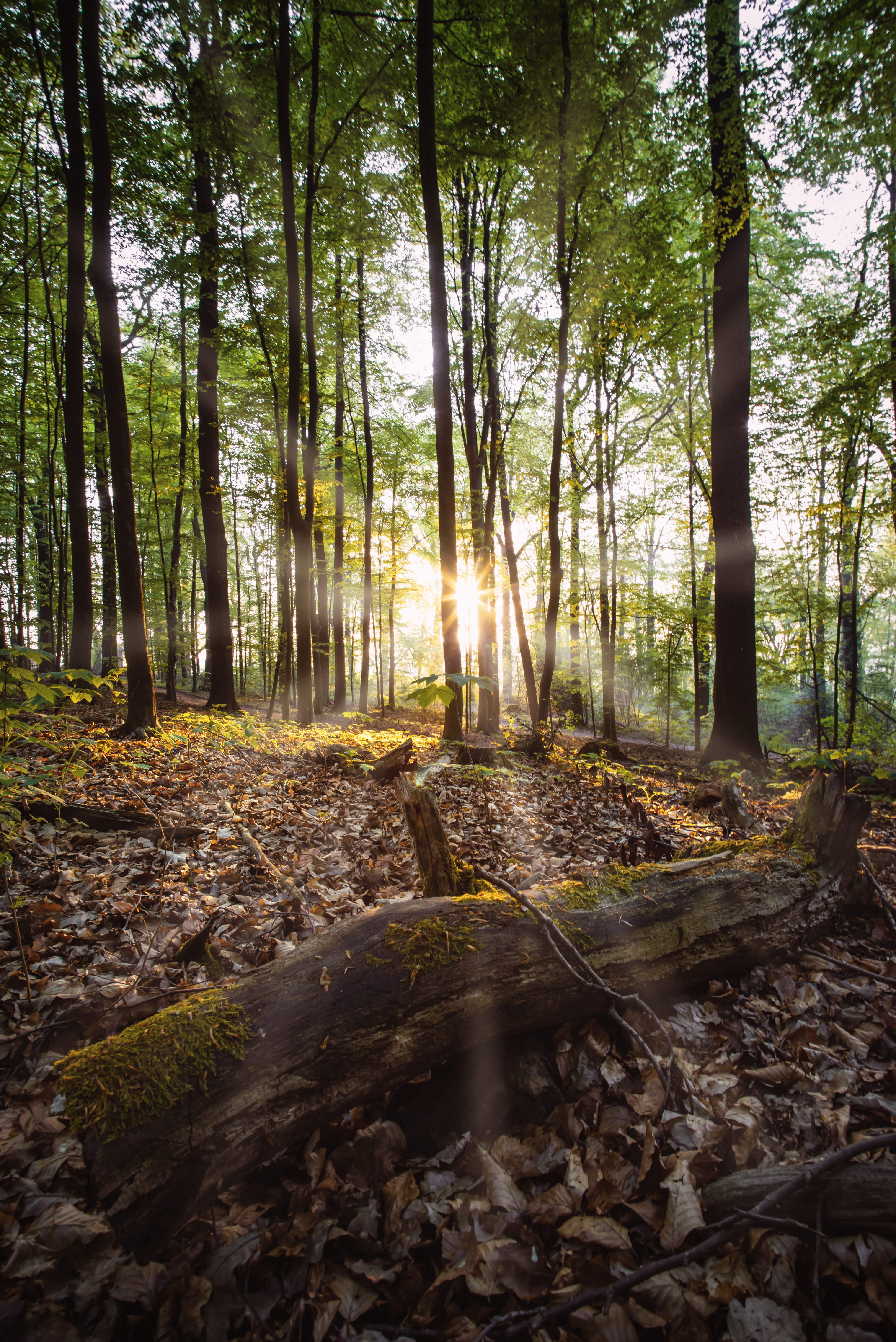 outdoors, road, woodland, no people, flowing water, beside, stream, sunlight, land, sunbeam, creek, kletterwald freischütz, vegetation, scenics - nature, Phone HD Wallpaper