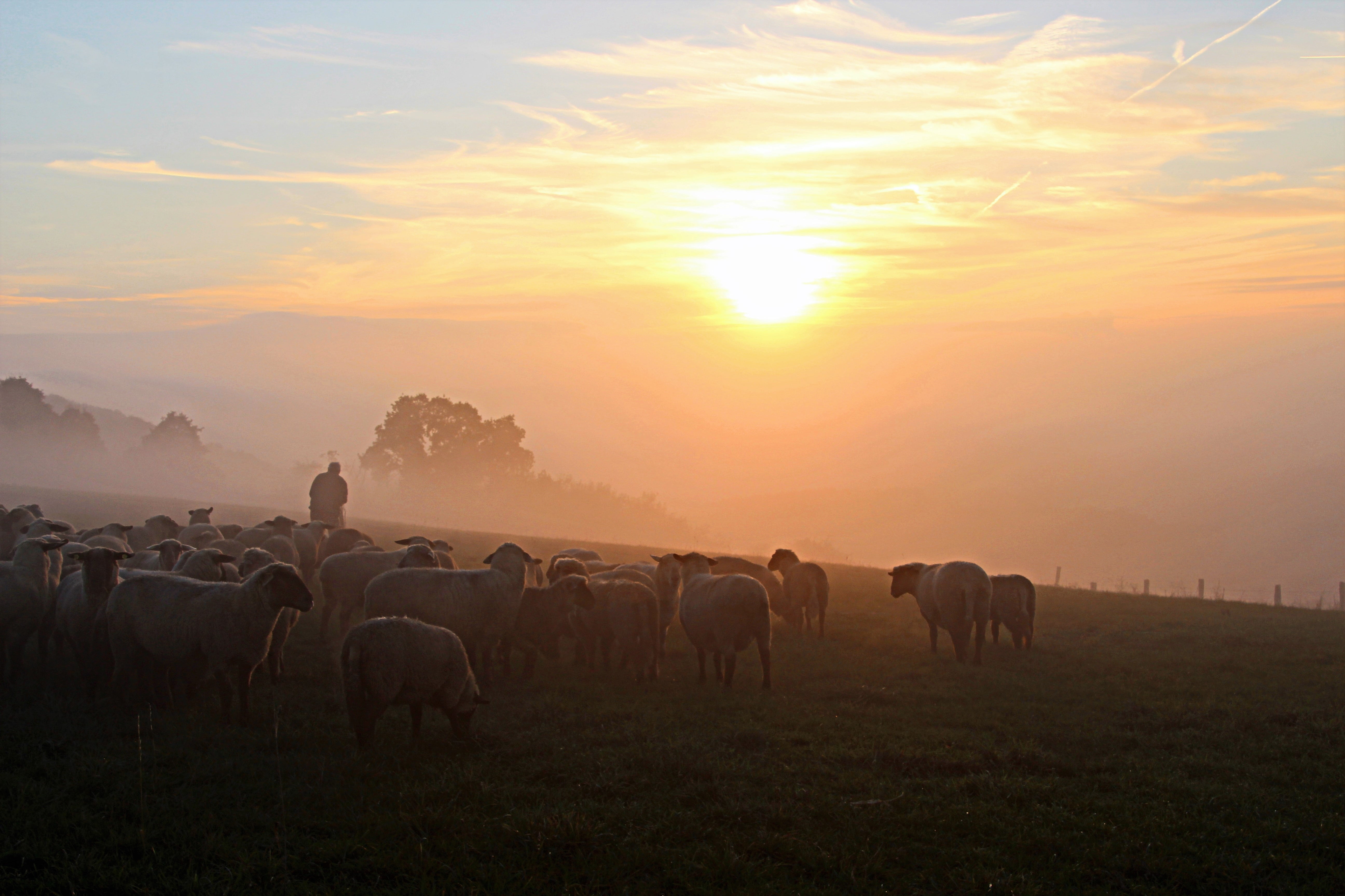 romance, large group of animals, group of animals, back light, sunrise - Dawn, herbivorous, cloud - sky, outdoors, autumn landscape, domestic animals, 5K, HD Wallpaper