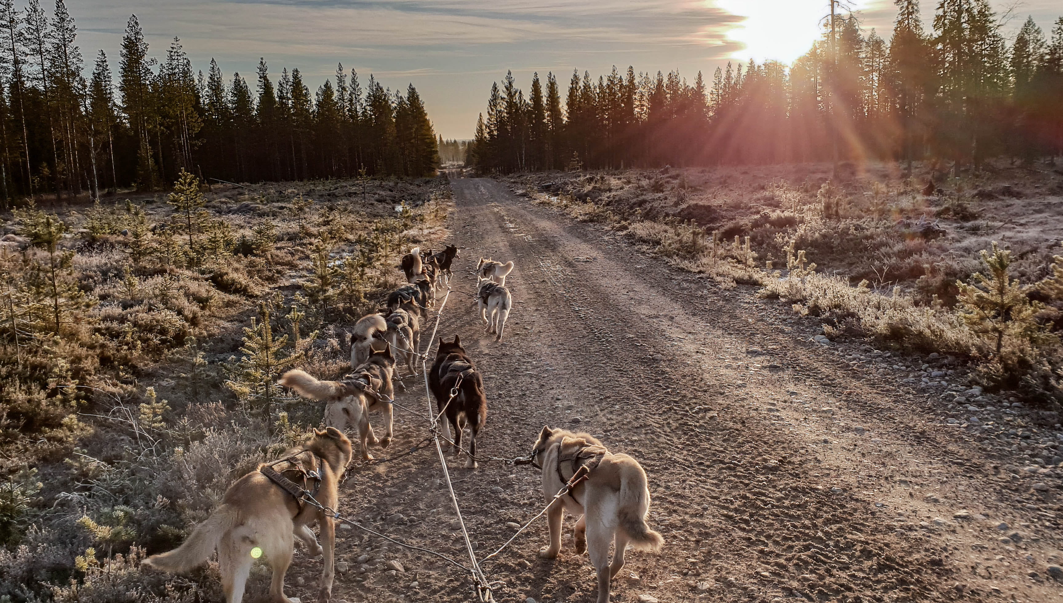 vertebrate, dog, plant, ground, finland, no people, pet, herd, transportation, cow, grey, deer, 2K, domestic animals, domestic, lens flare, sunlight, land, HD Wallpaper