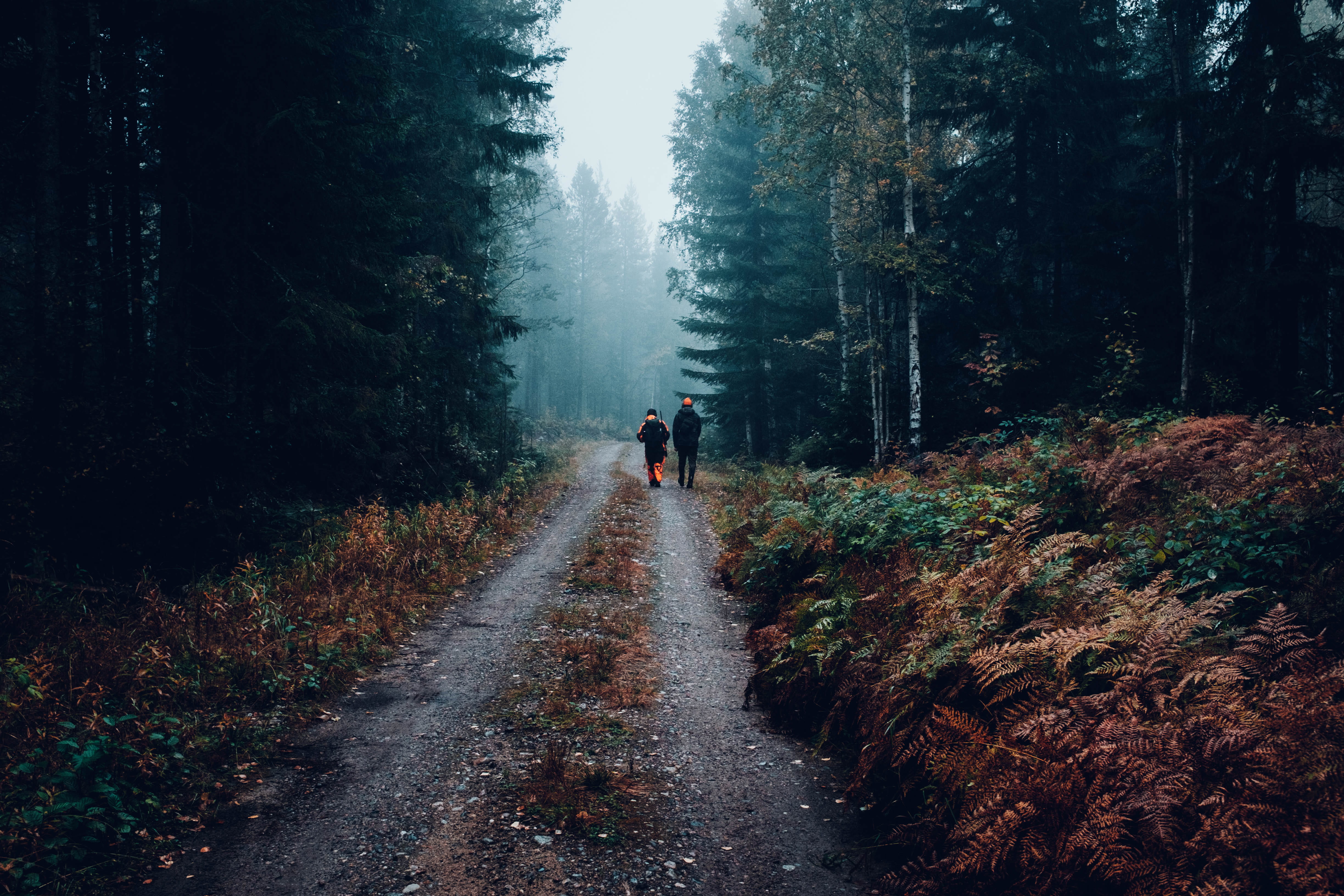 persons, forest road, tree, person, fog, forest, outdoors, cloudy, day, autumn, the way forward, plant, inside, direction, lifestyles, woodland, 4K, two people, HD Wallpaper