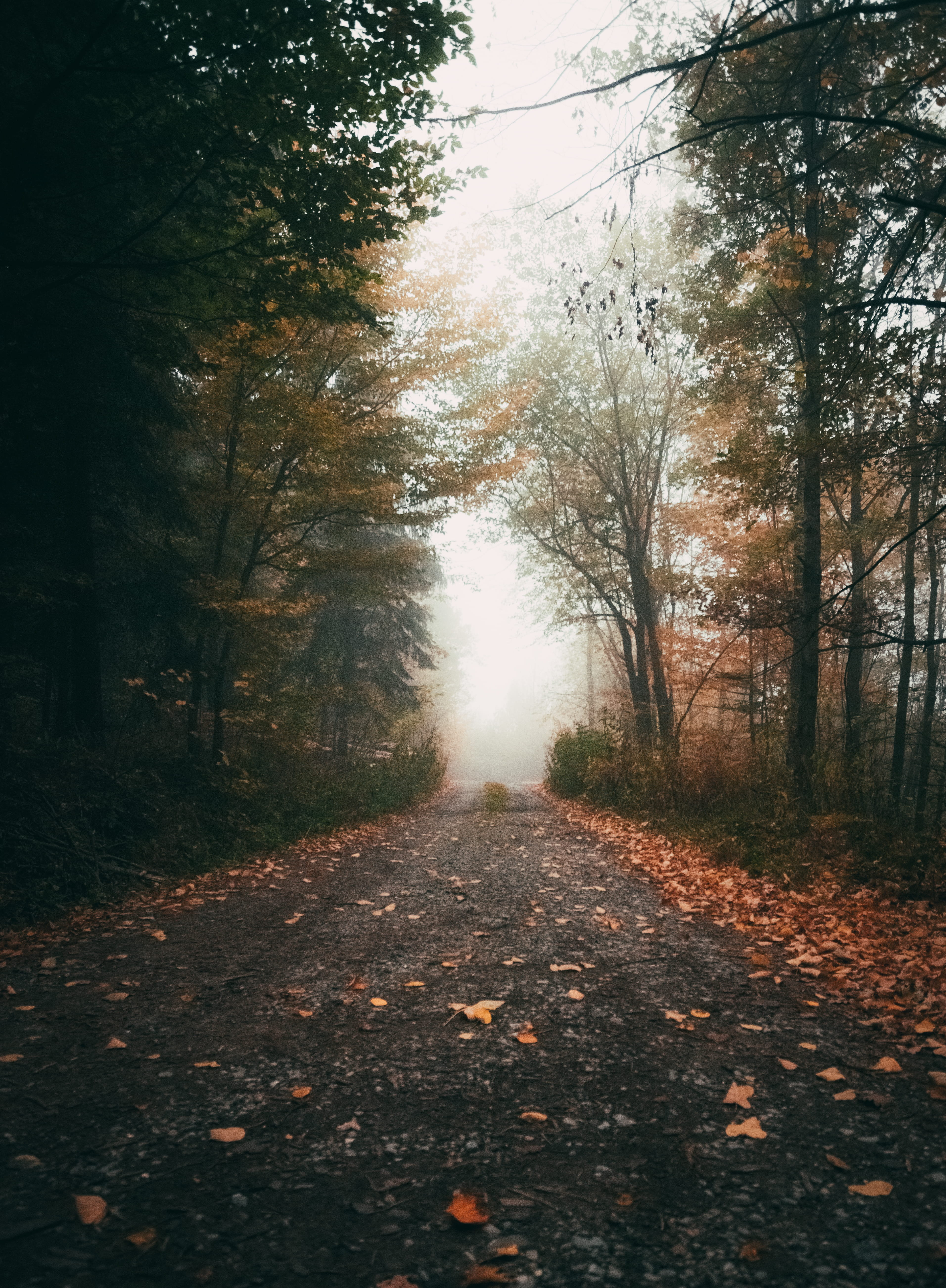 view, walk, nature, growth, foggy, color, change, the way forward, land, beauty in nature, leaf, atmosphere, love, tree, autumn, 5K, outdoors, plant part, Phone HD Wallpaper