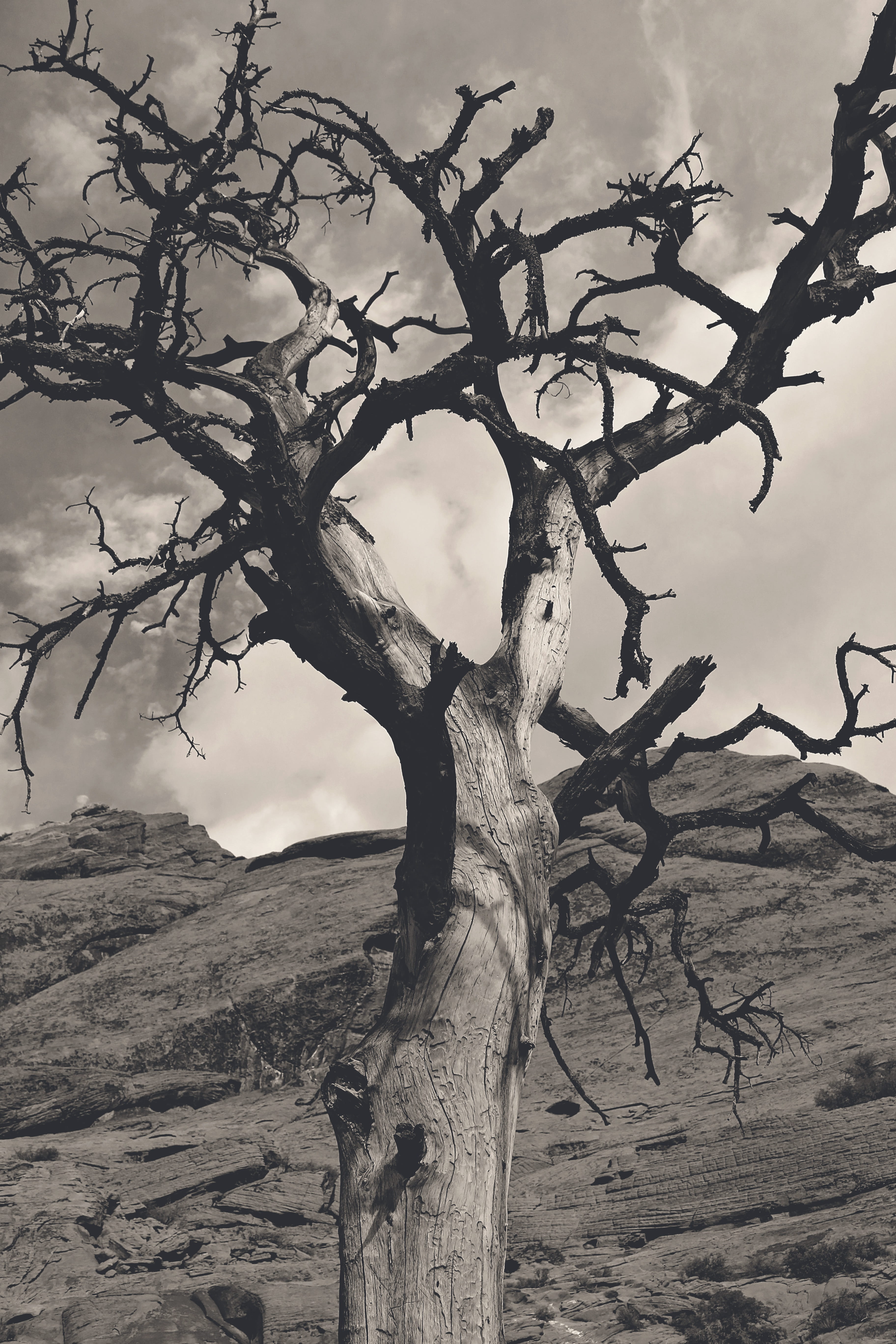 trunk, mountains, black, red rock, light, canyon, air, day, tranquility, tree trunk, cold, silhouette, branch, sky, non-urban scene, west, climate, california, Phone HD Wallpaper