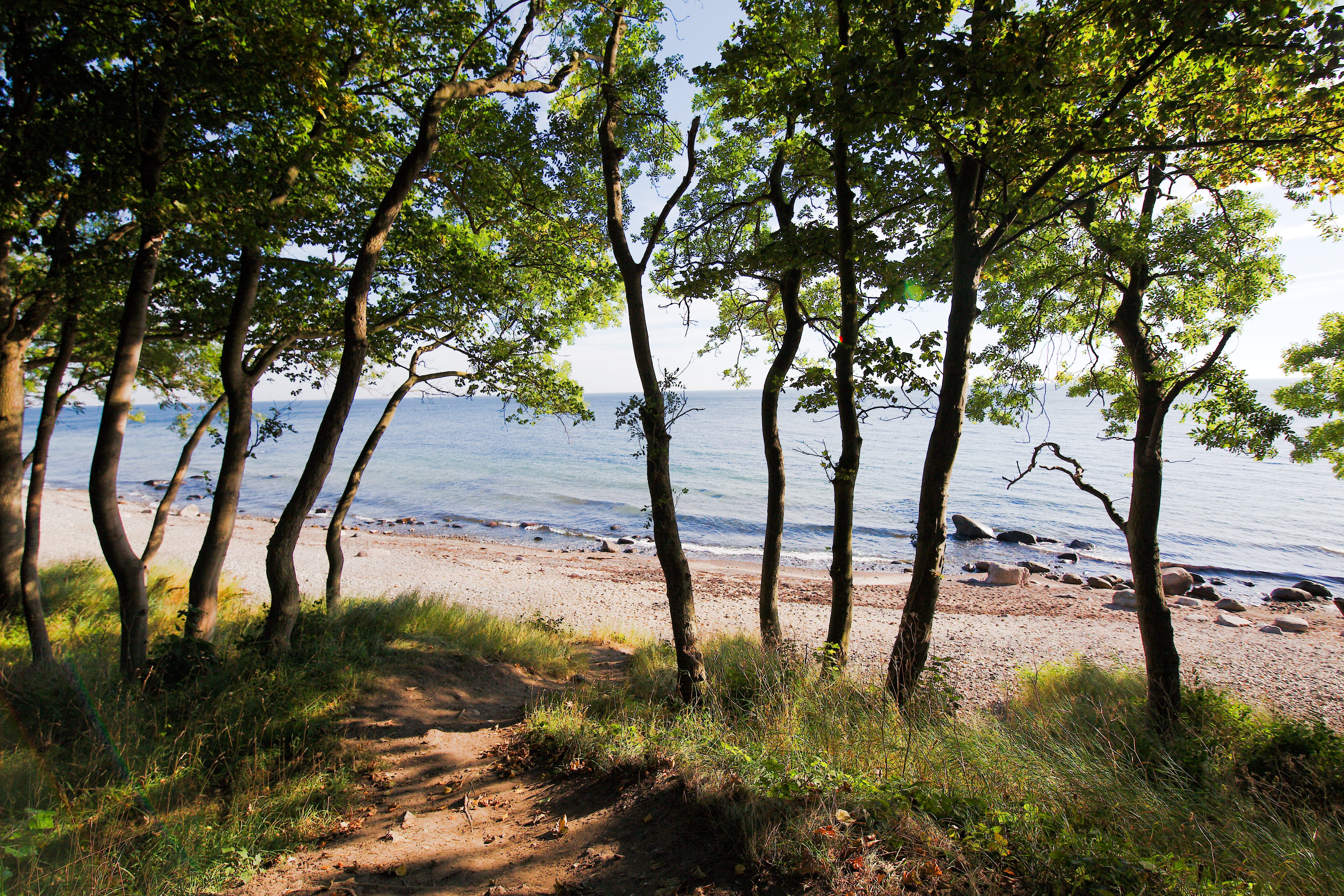 beach landscape, growth, 5K, tranquility, waters, dune, baltic sea, plant, wind, sun, season, sky, tree, summer, land, grass, beach, forest, landscape, HD Wallpaper