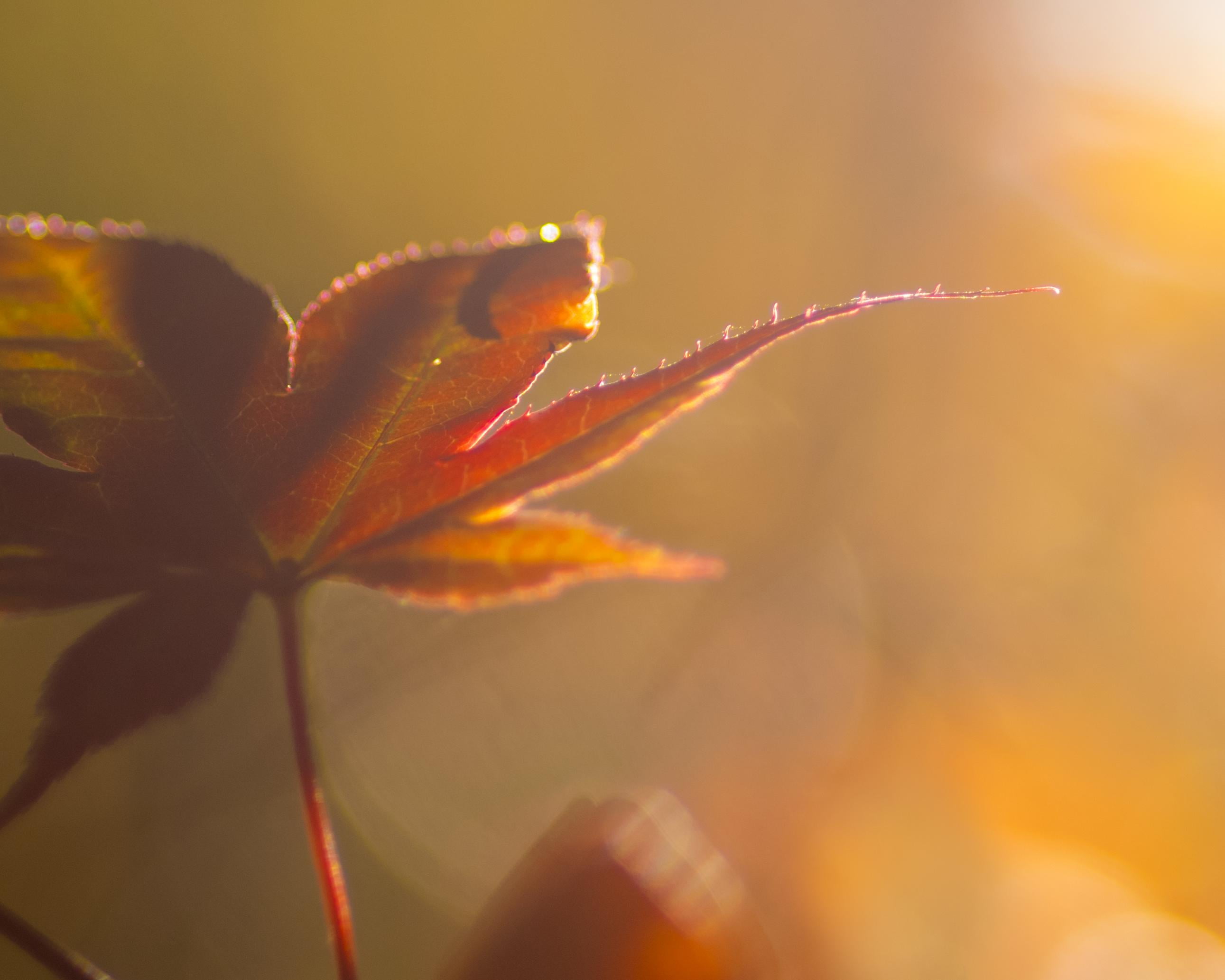 autumn  fall, sunlight, leaf, season, autumn, yellow, Soft Light, dramatic, beauty In Nature, macro shot, 2K, outdoors, nature, close-up, foliage, macro, HD Wallpaper