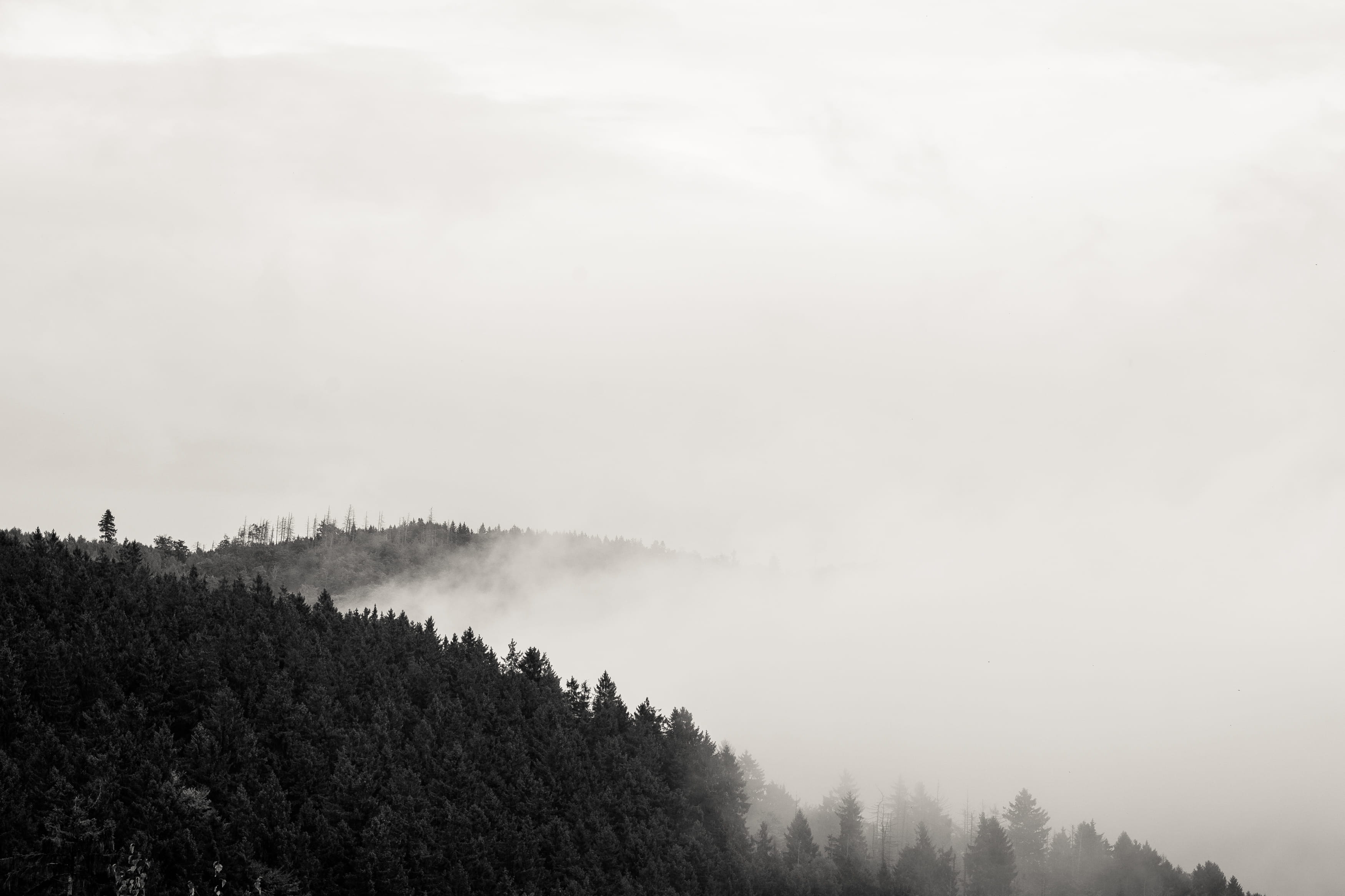 natural, outdoor, pine woodland, haze, day, pine tree, peace, european, moor, trip, harz, vegetation, moss, autumn, calm, clouds, landscape, view, plants, HD Wallpaper