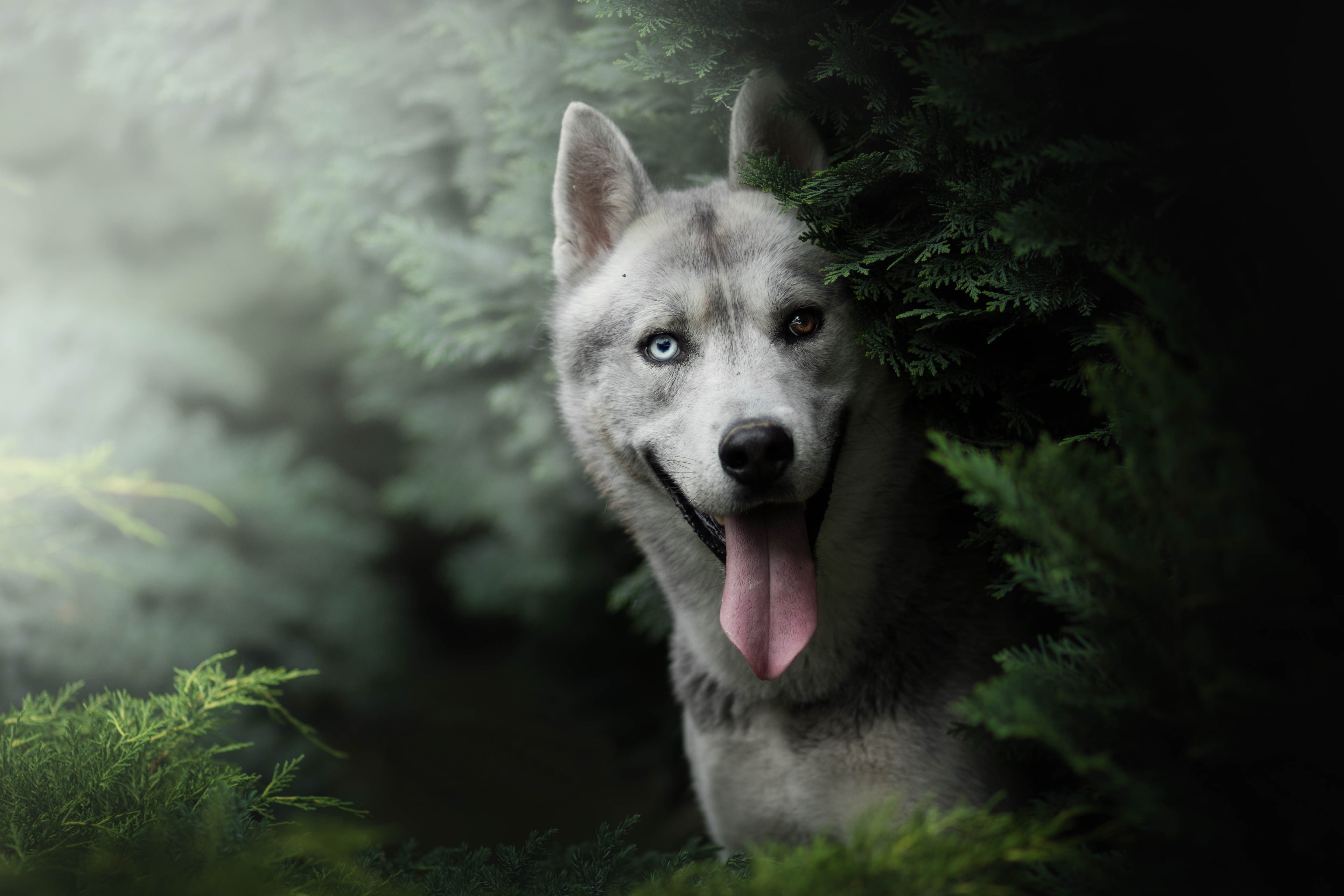 vertebrate, close-up, portrait, sticking out tongue, animal head, facial expression, one animal, no people, mouth open, domestic animals, plant, looking at camera, HD Wallpaper